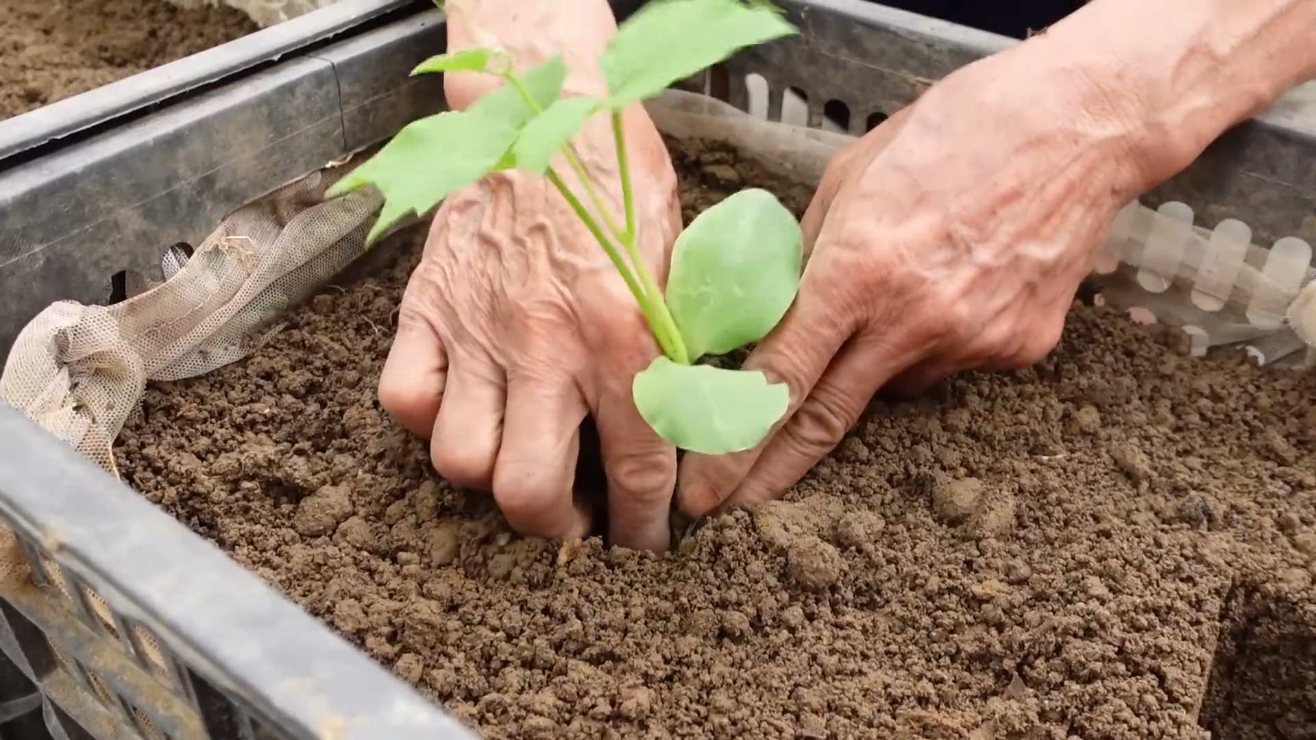 Growing angled luffa at home