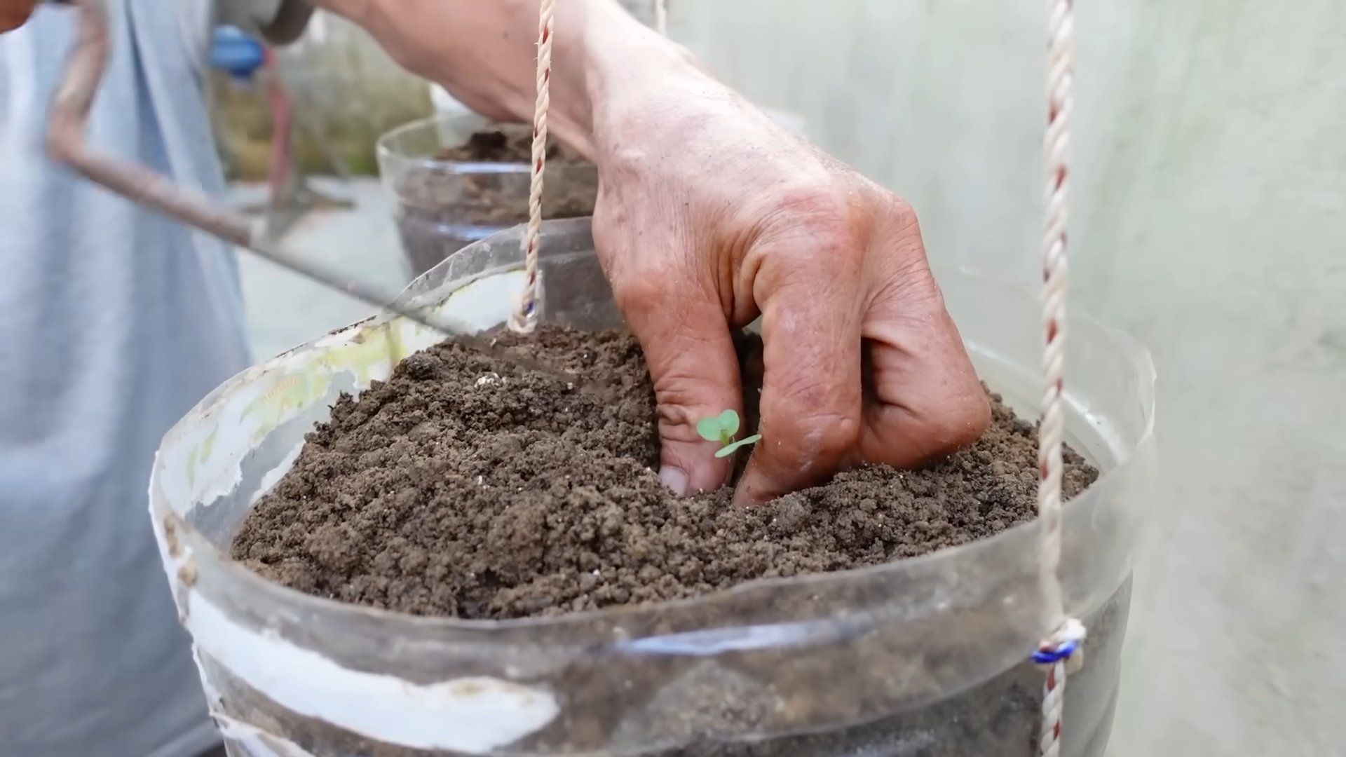 Growing cabbage in plastic bottles