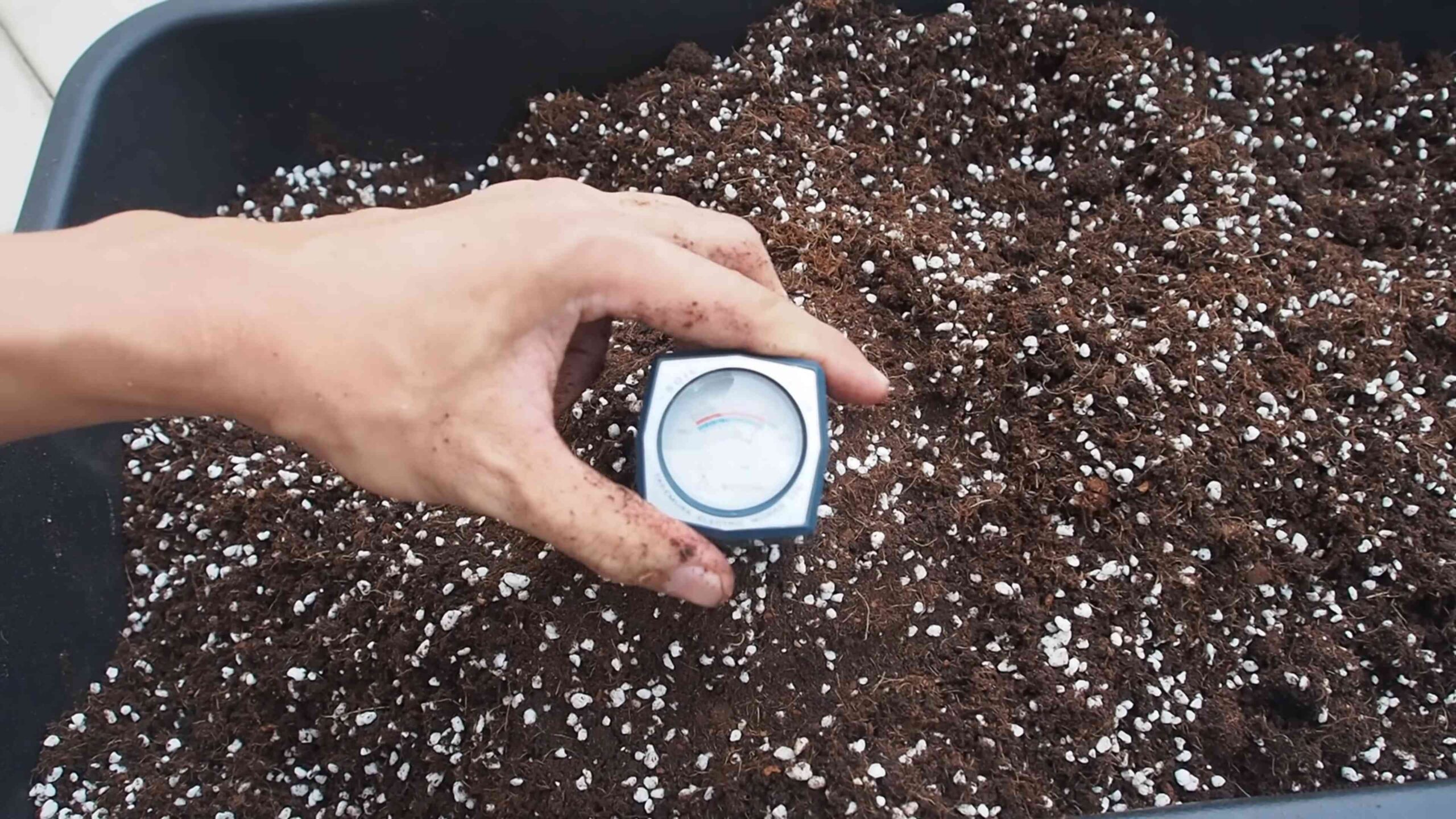 Growing Grapes in Pots