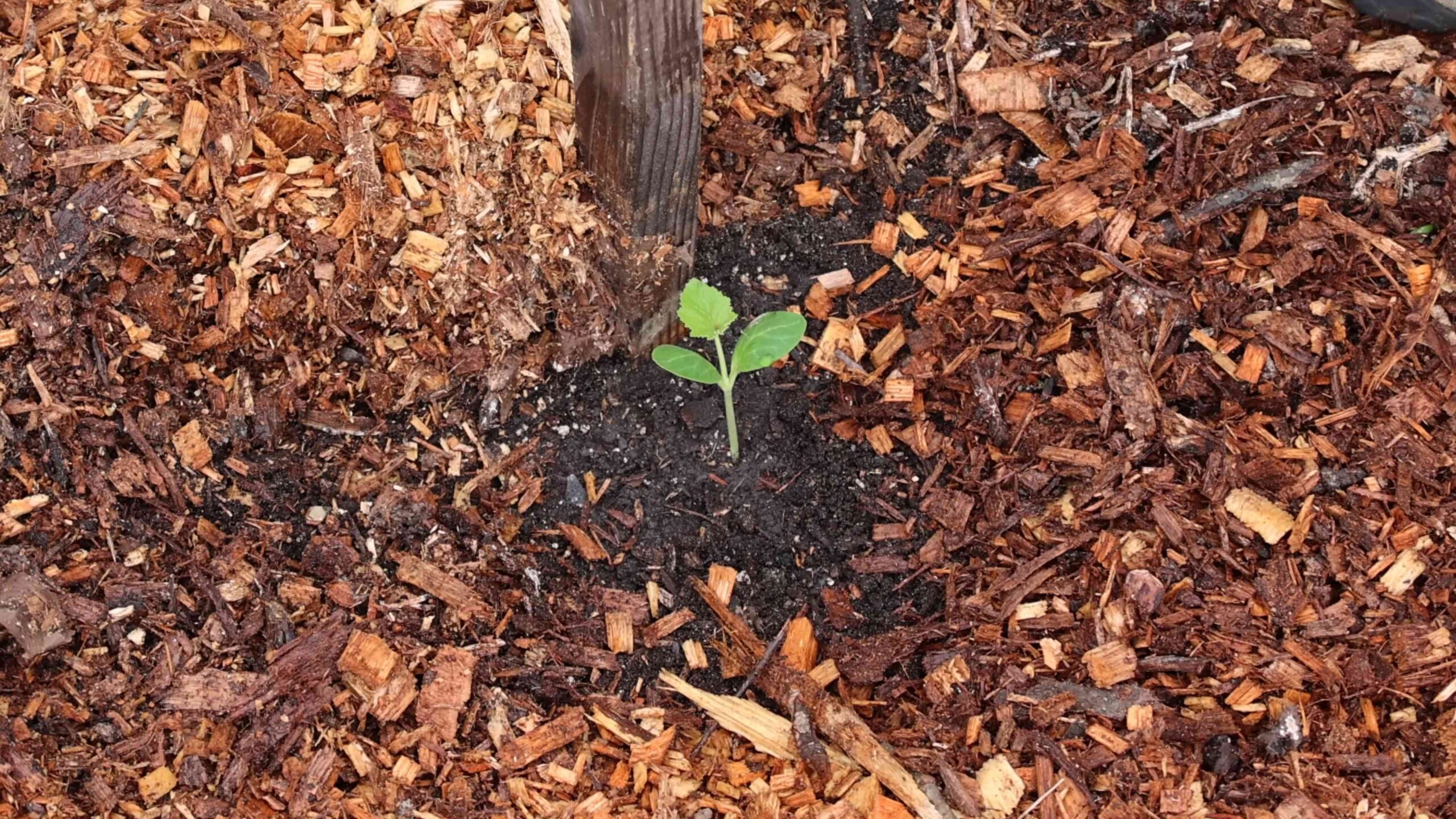 Vertical squash gardening