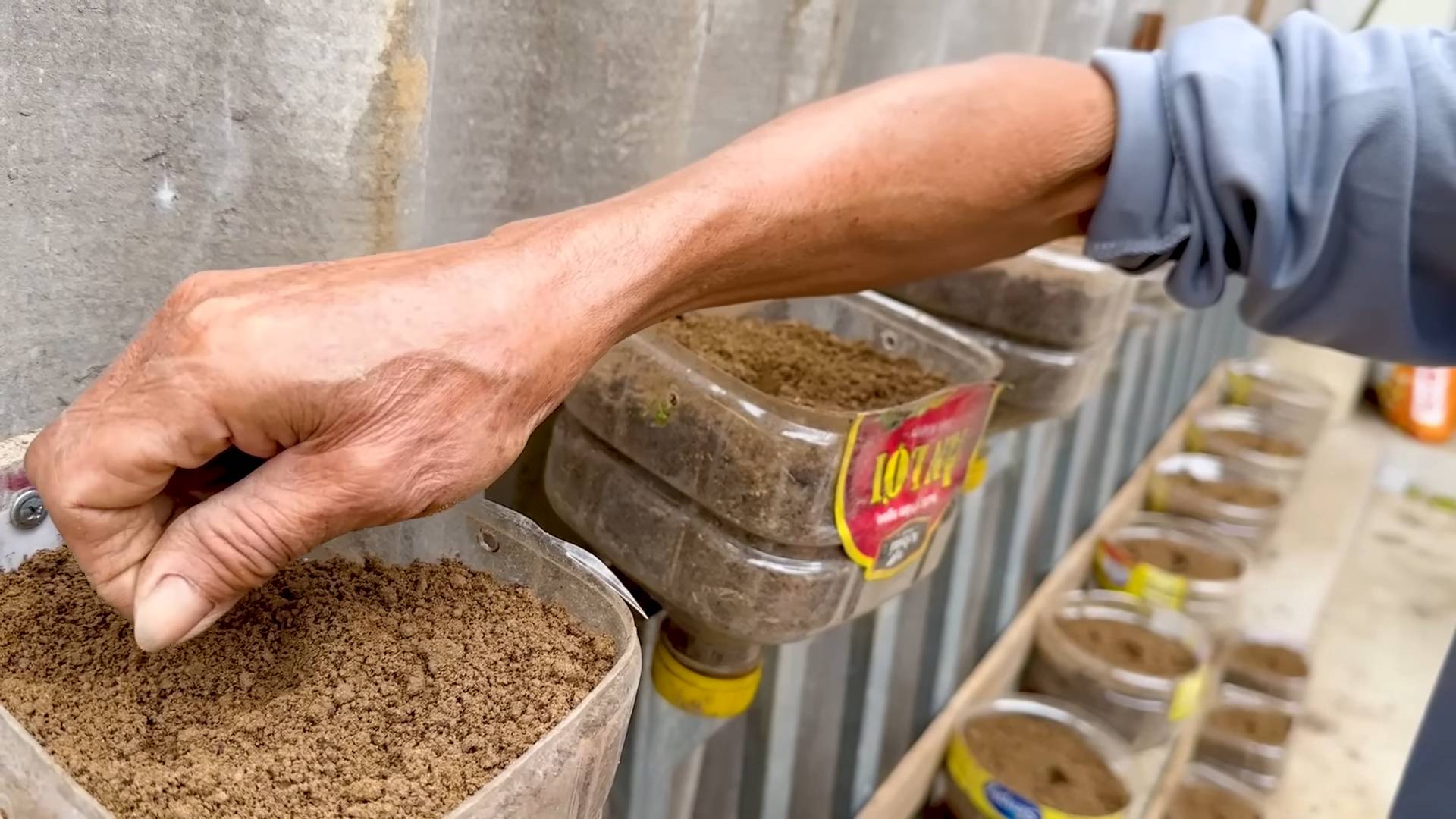 Grow kale in plastic bottle