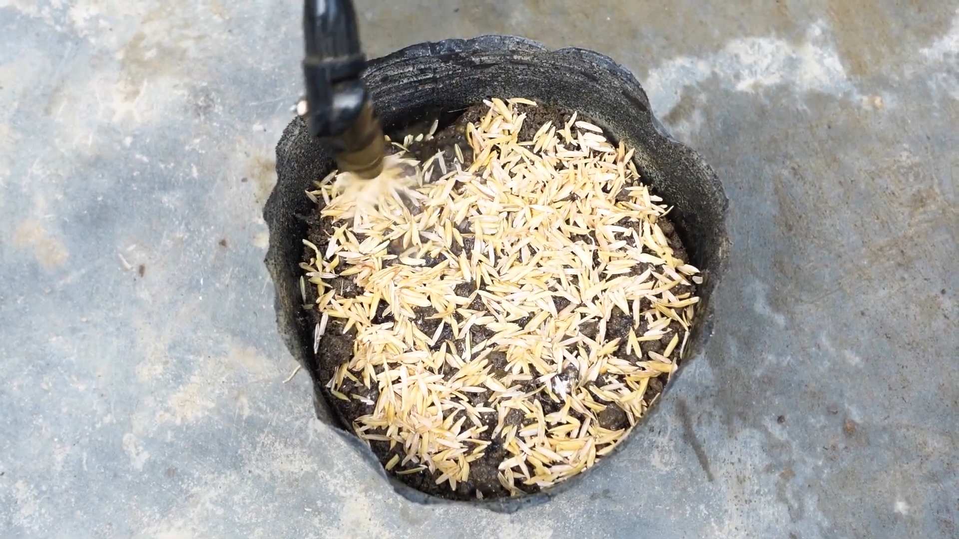 Growing cabbage without a garden