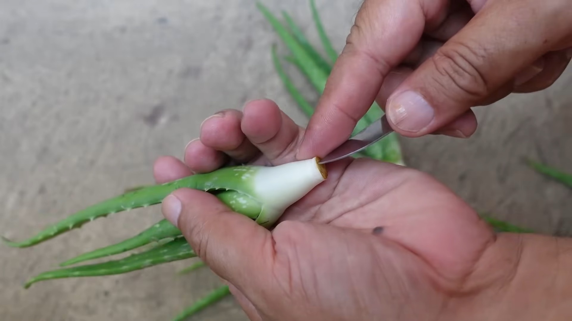 Grow Aloe Vera from Leaf