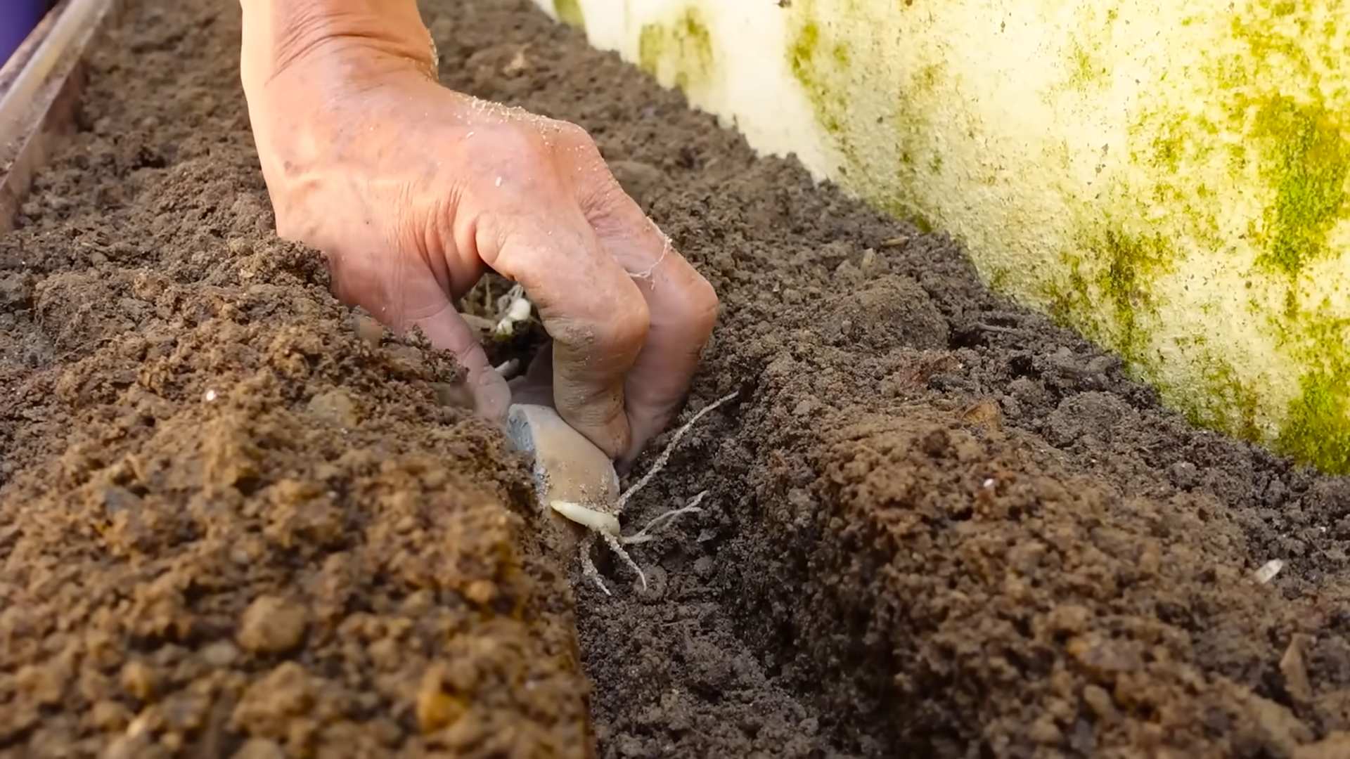 Growing Potatoes at Home