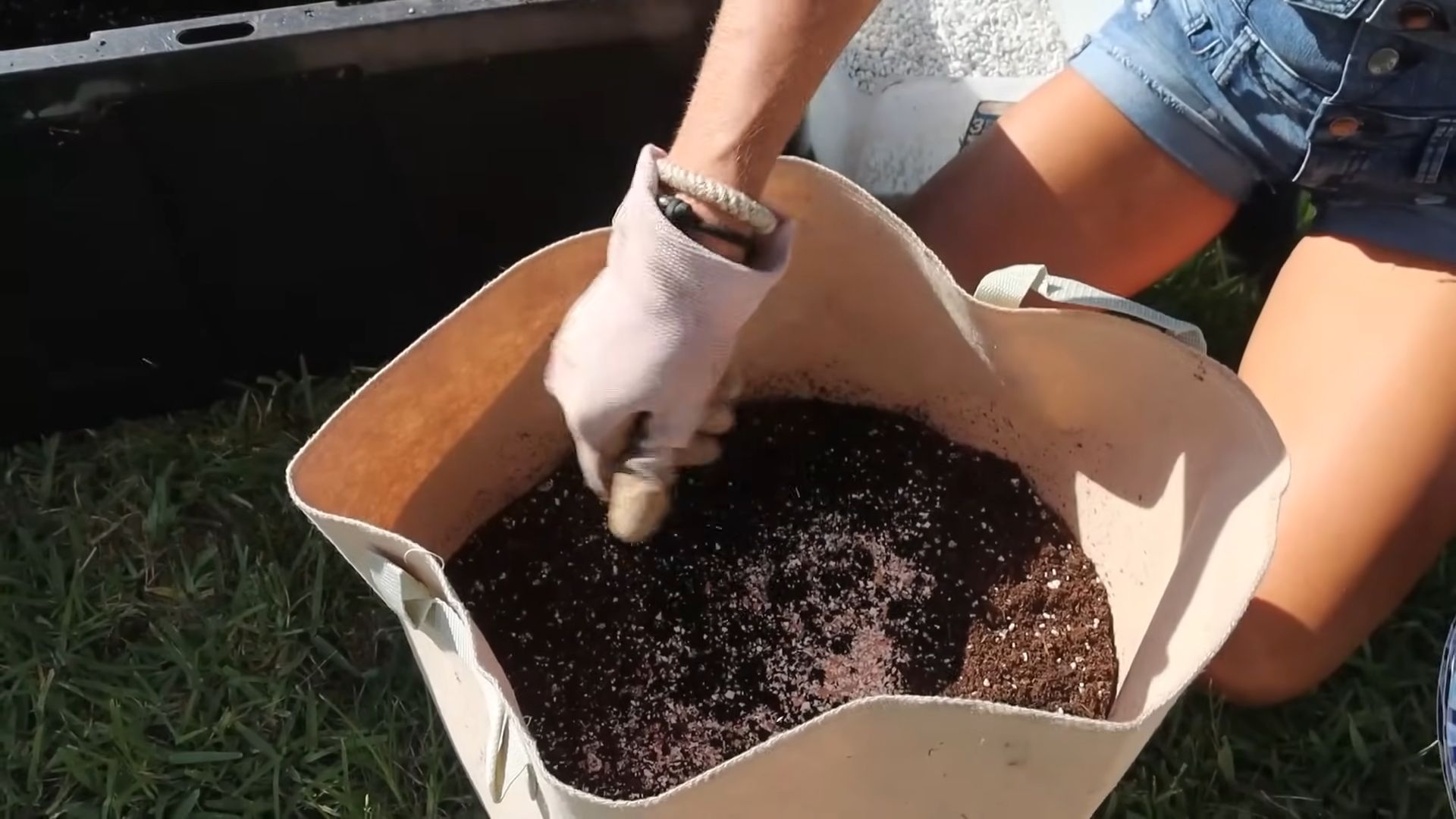 Grow giant pineapples at home