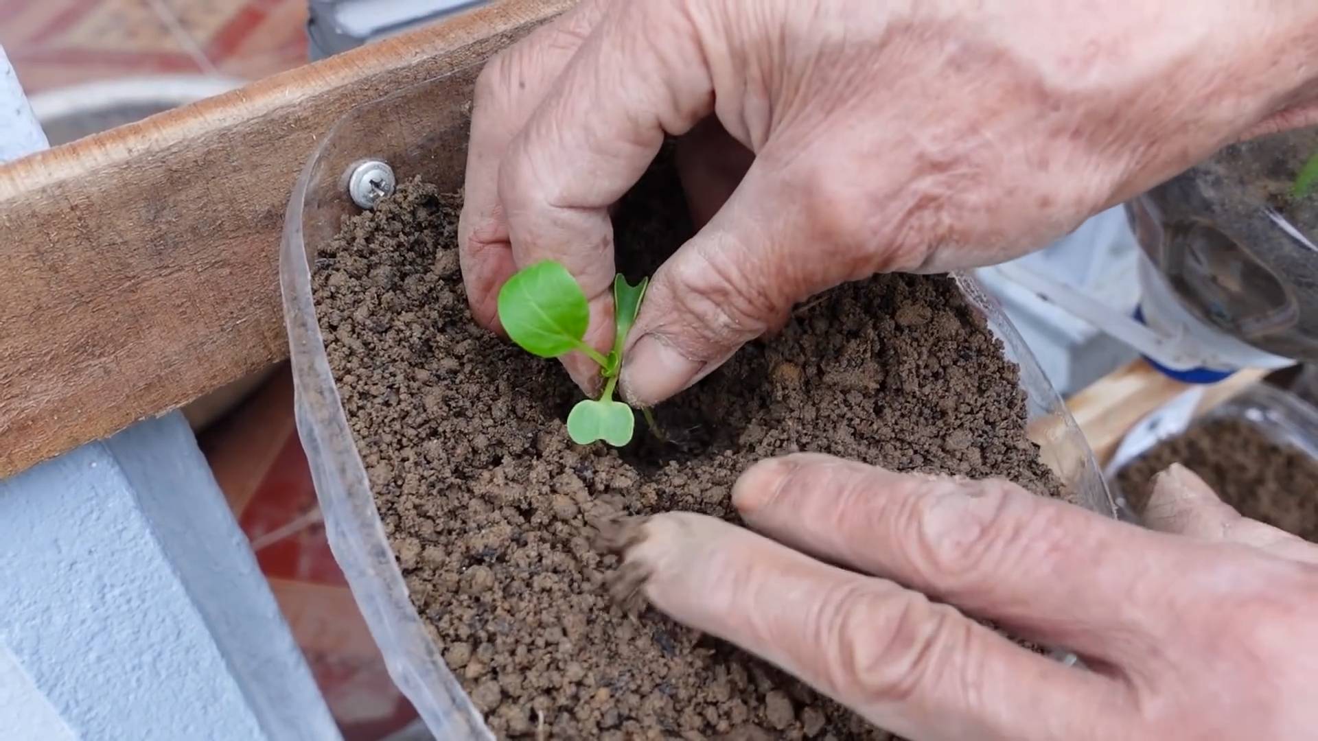Rooftop vegetable gardening for beginners