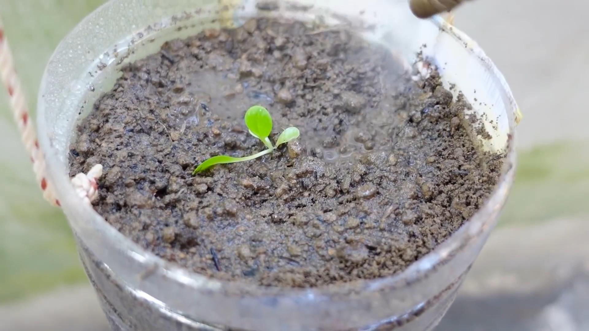 Grow vegetables for beginners