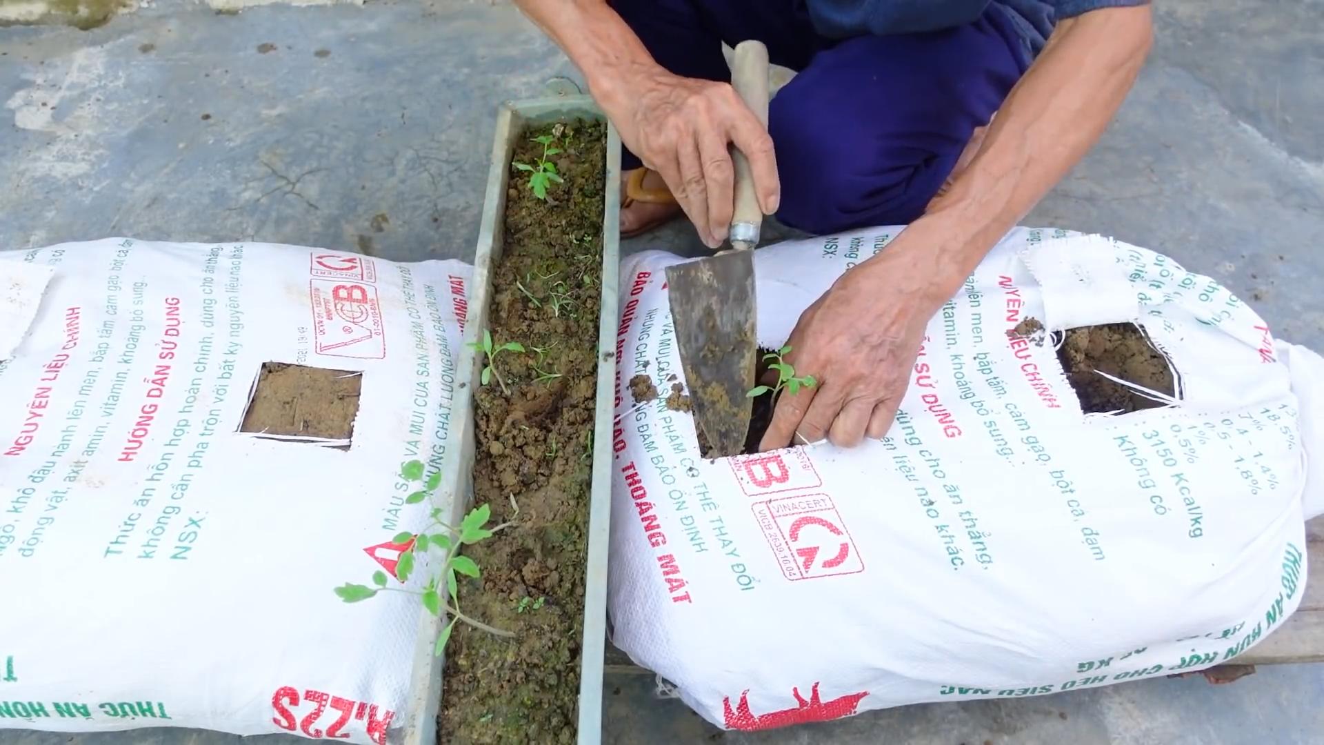 Grow Tomatoes on a Budget
