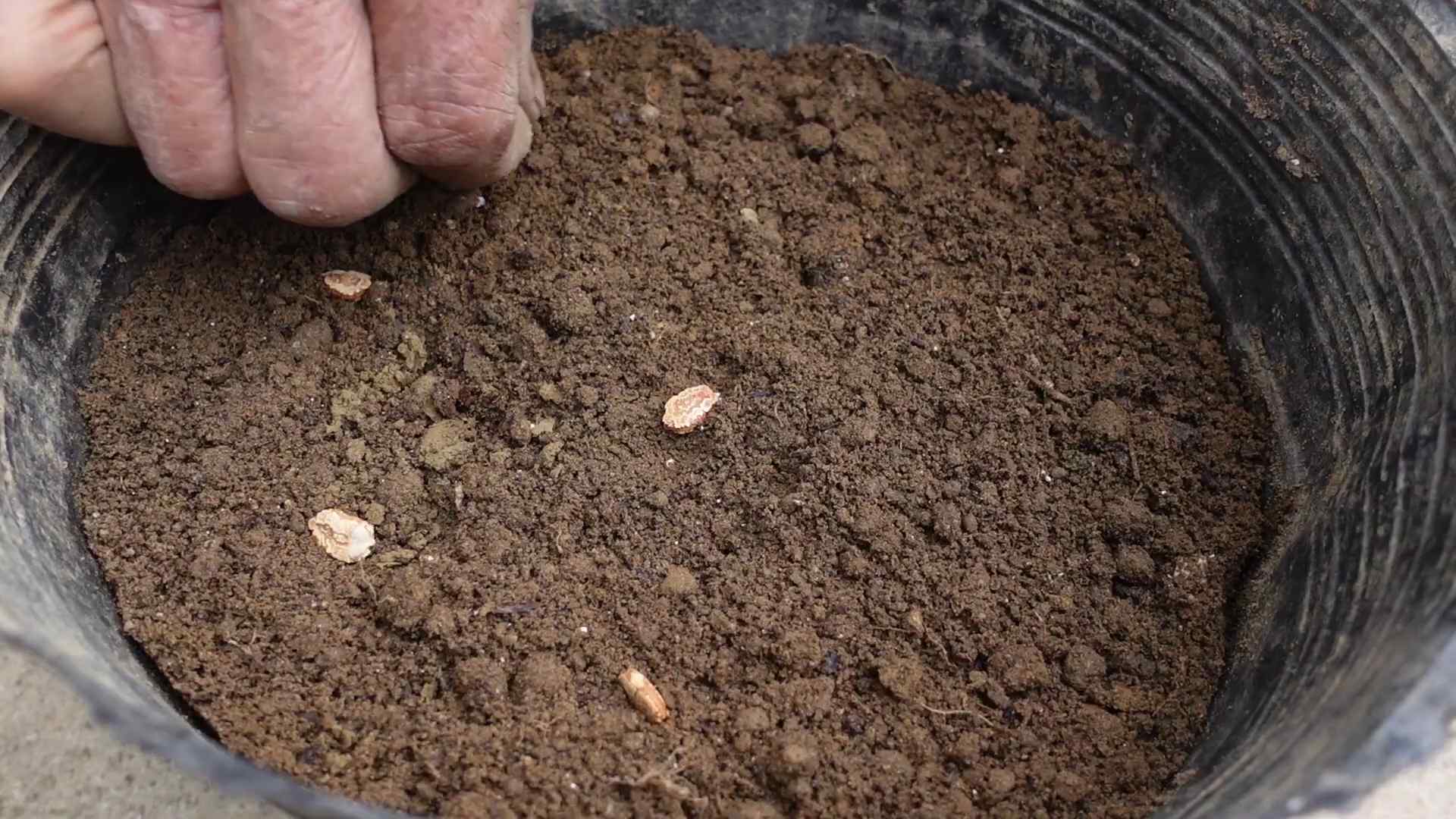 Grow Bitter Gourd Easily