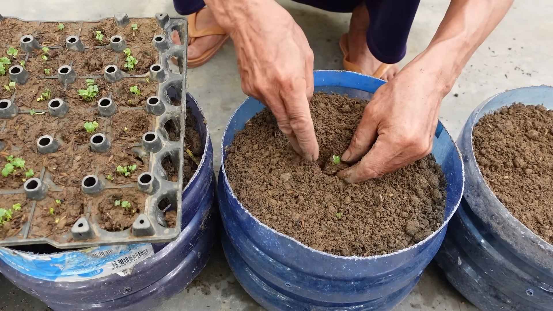 Grow Napa Cabbage Backyard
