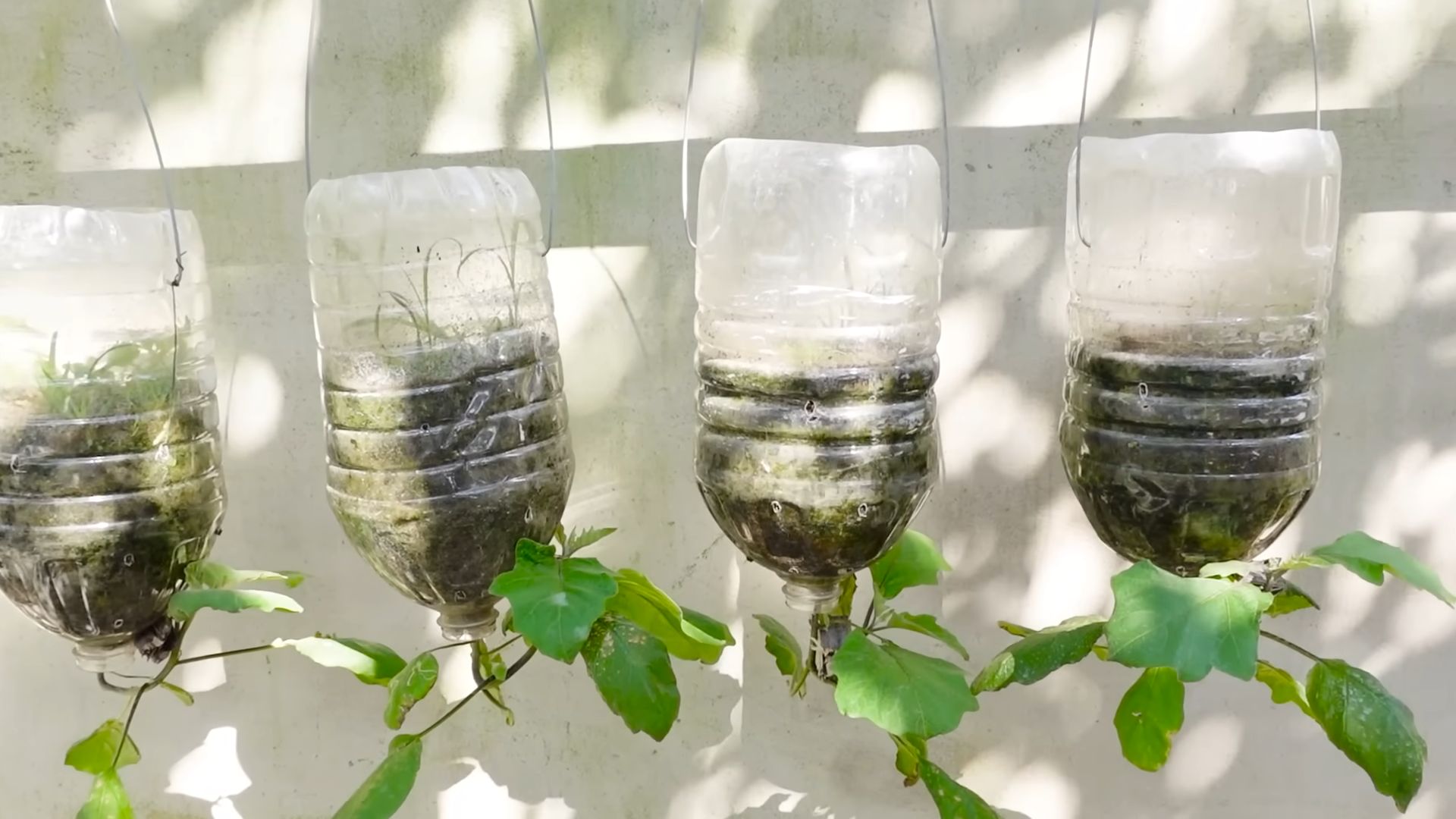 Grow Eggplants at Home