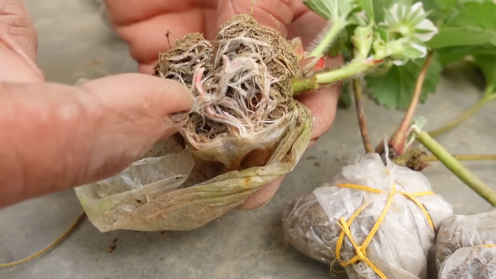 Growing Strawberries from Seed