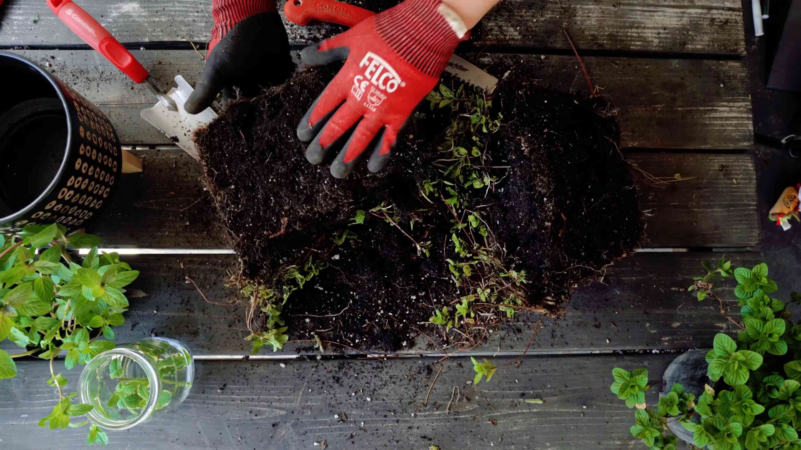Grow More Mint