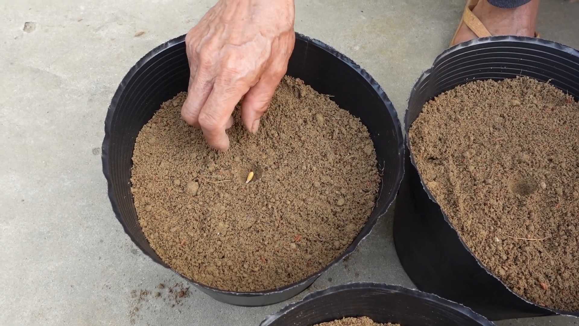 Grow Sweet Cantaloupe at Home