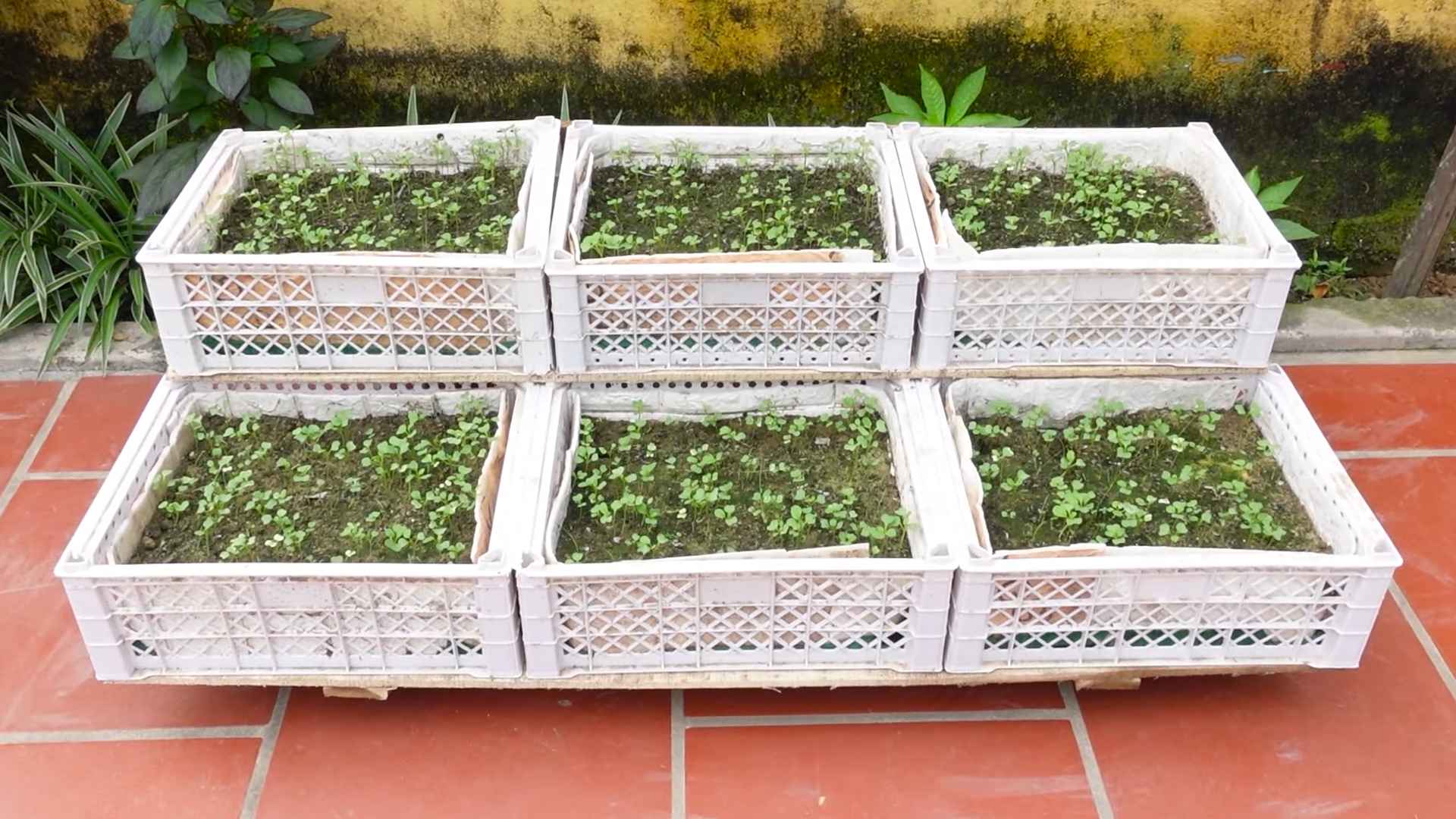 Easy vegetable growing family