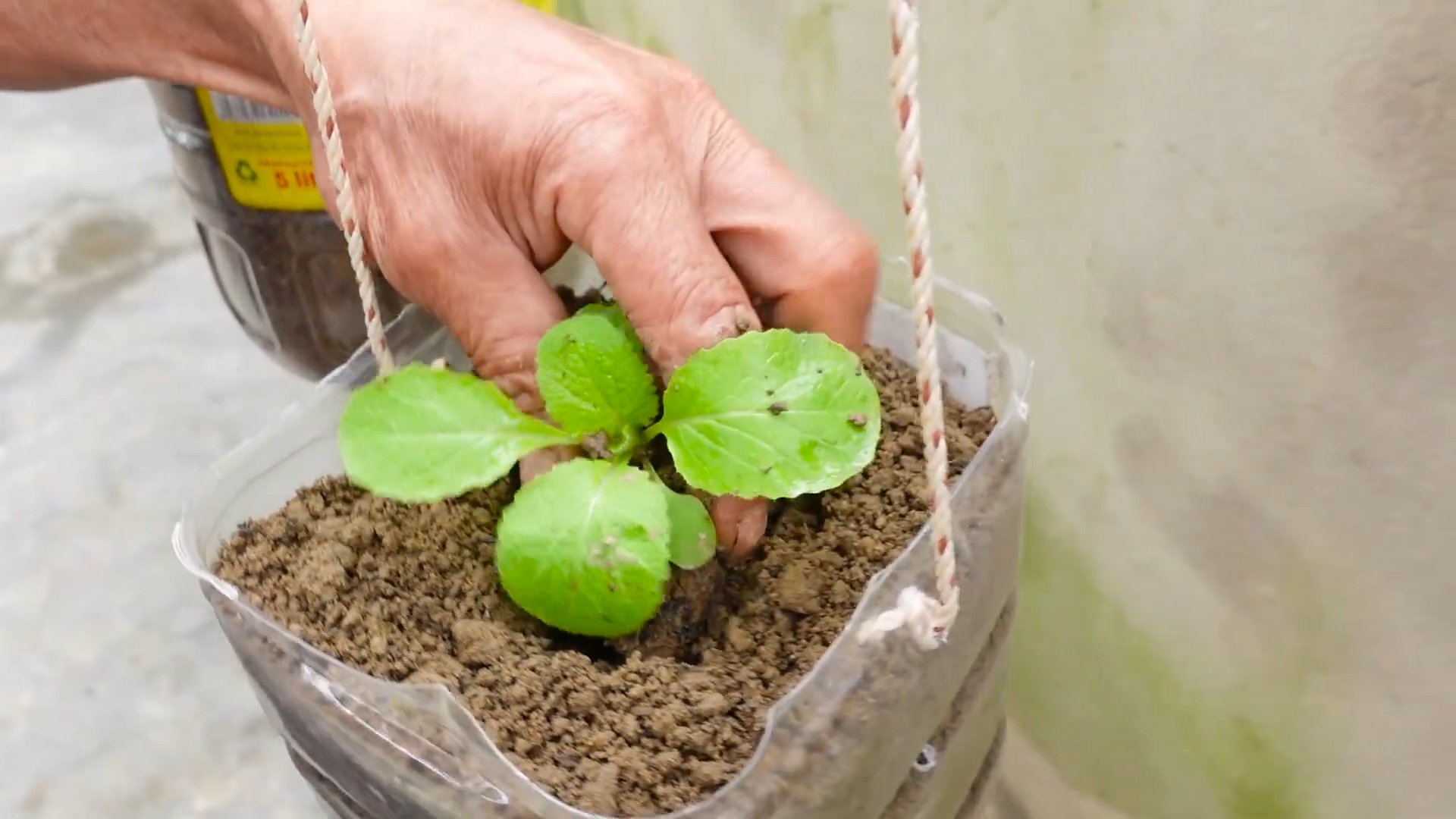 Growing Napa Cabbage Indoors