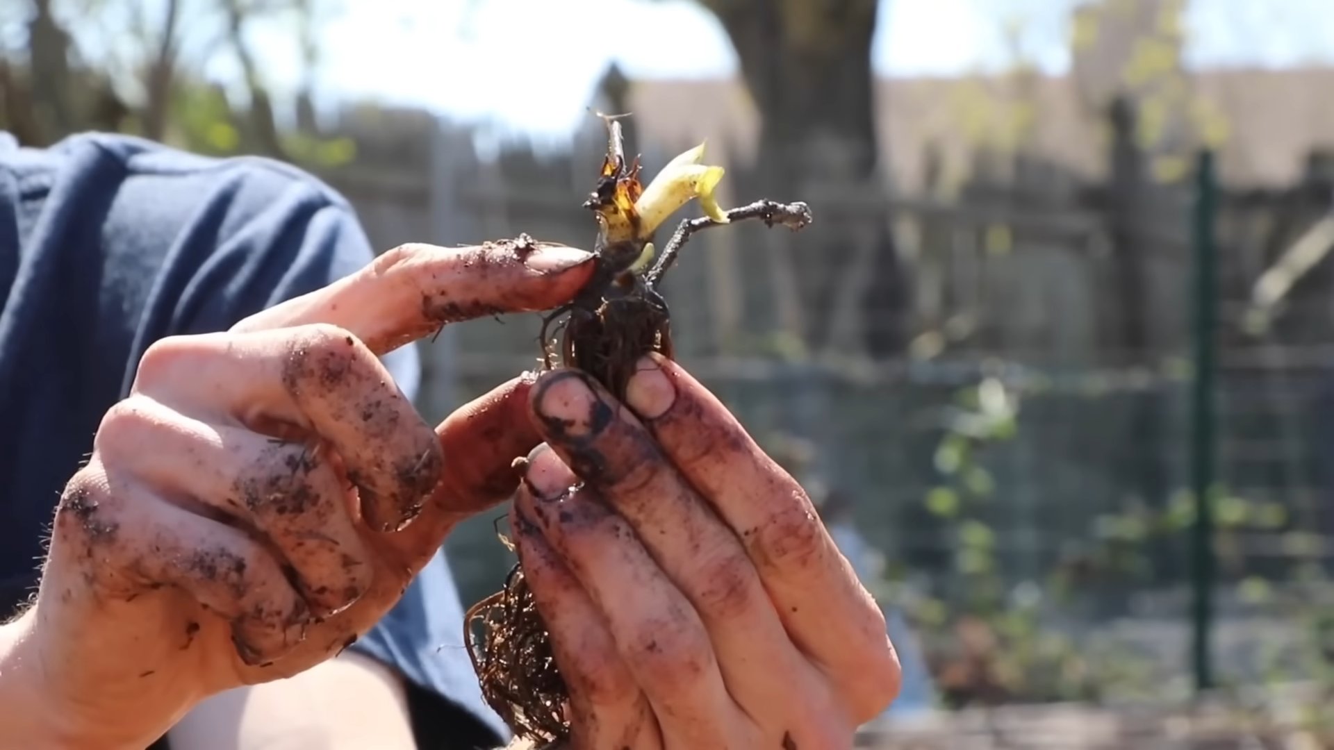 Growing Strawberries in Containers