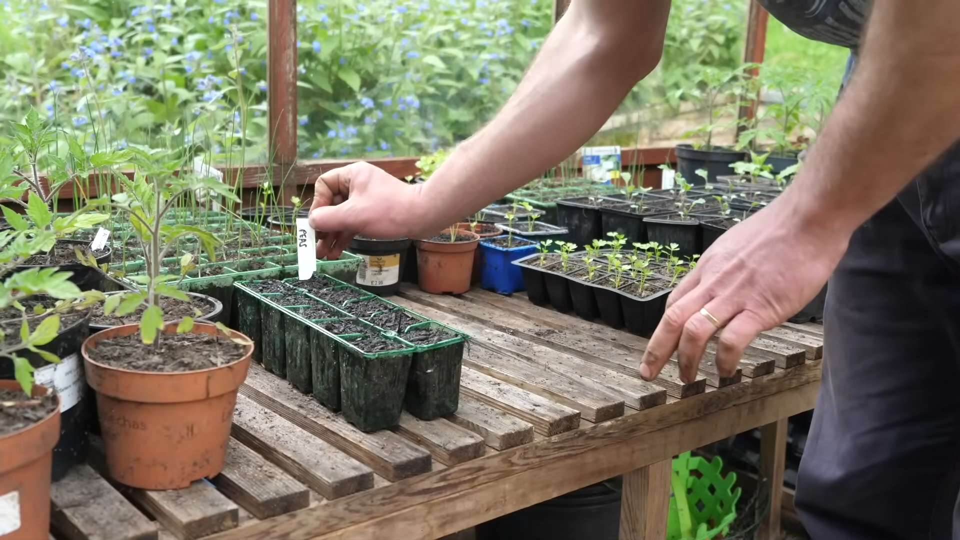Growing Peas From Seed