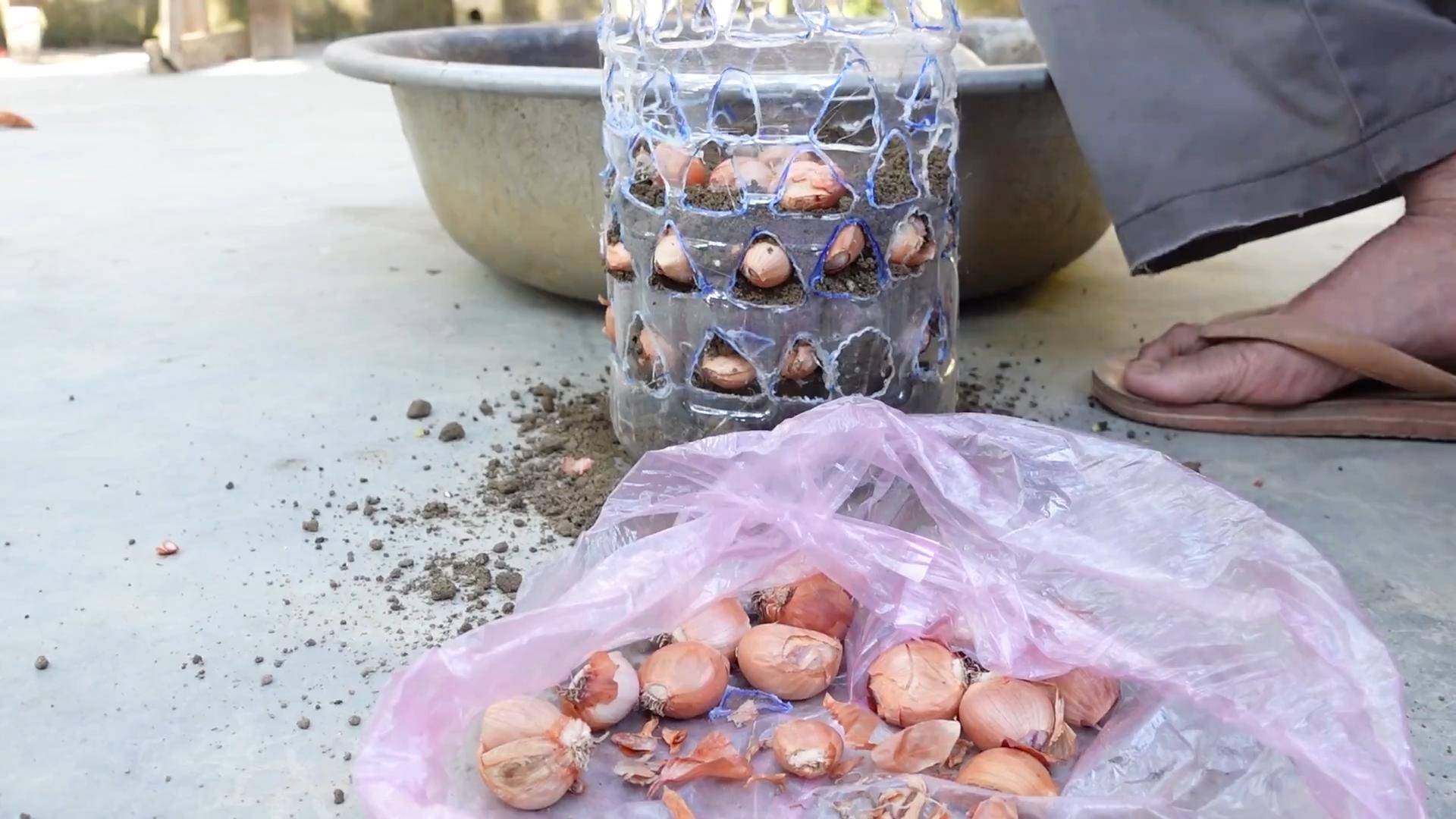 Growing onions in plastic bottles