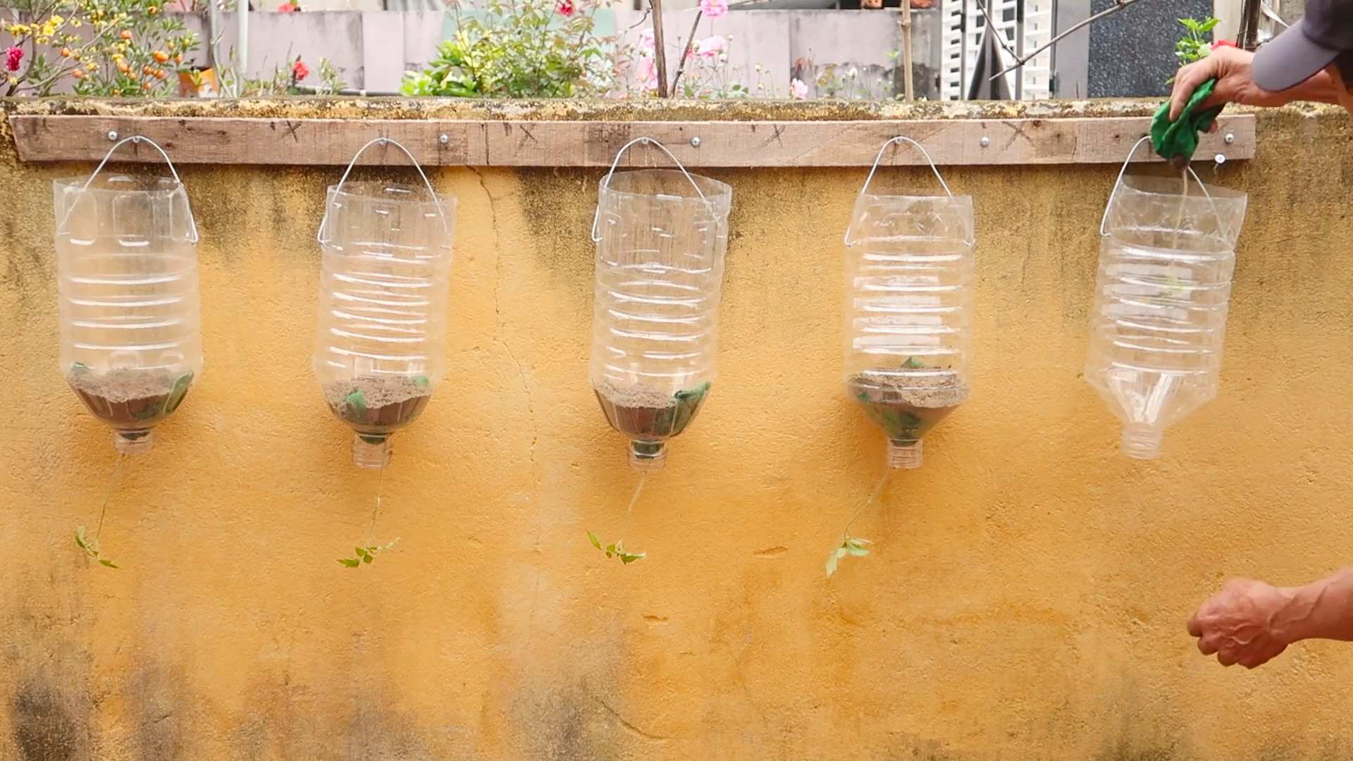 Grow tomatoes indoors