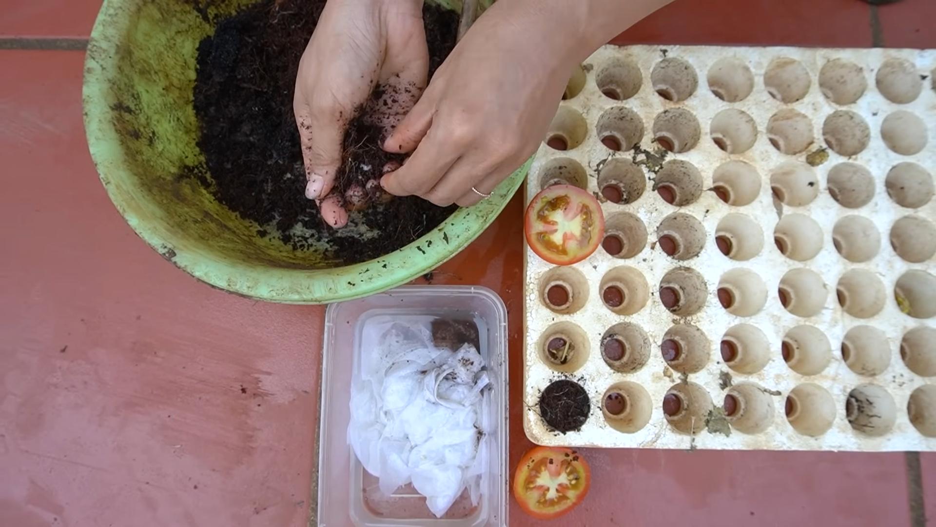 Growing tomatoes year round
