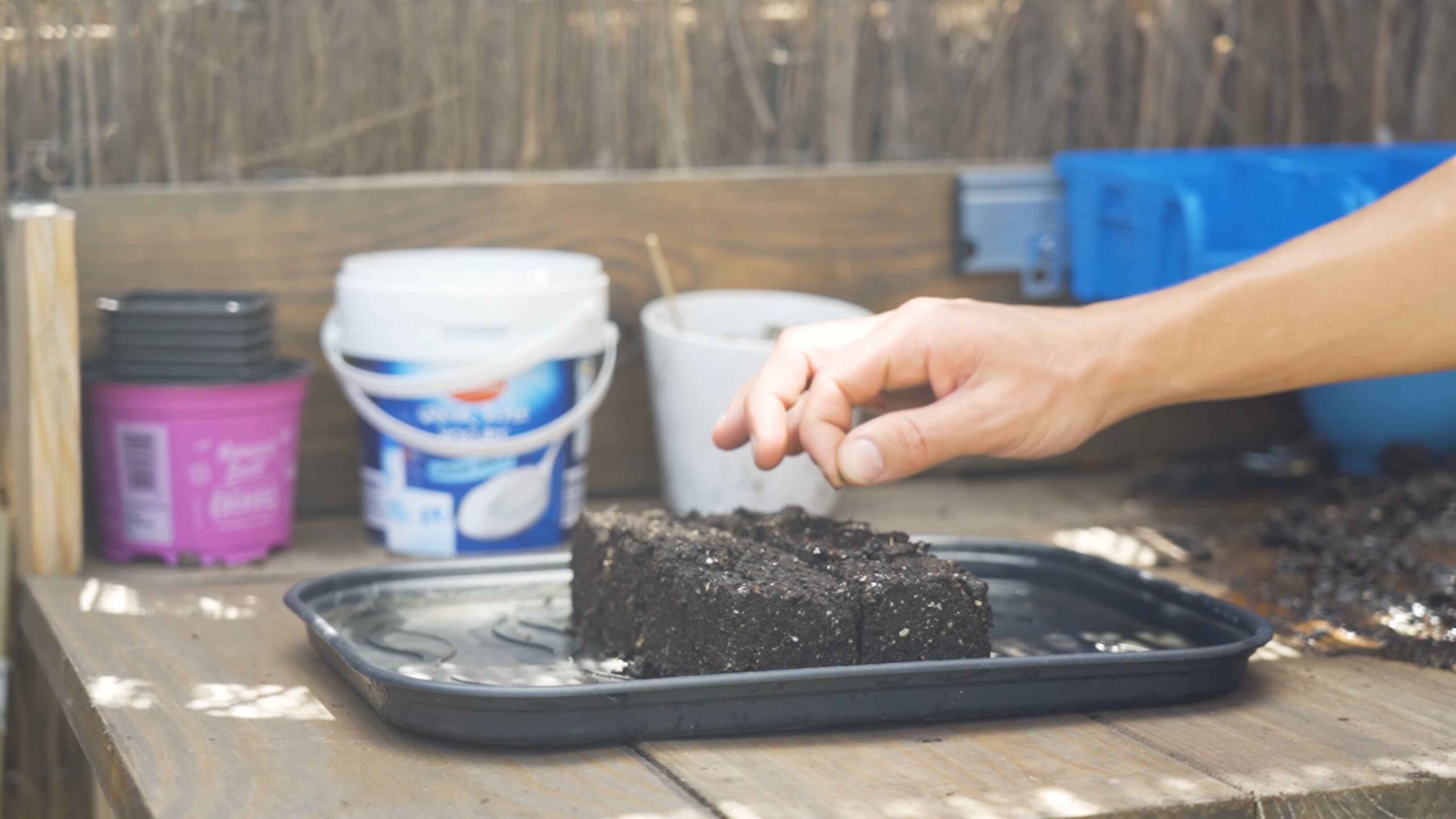 Grow Pointed Cabbage at Home