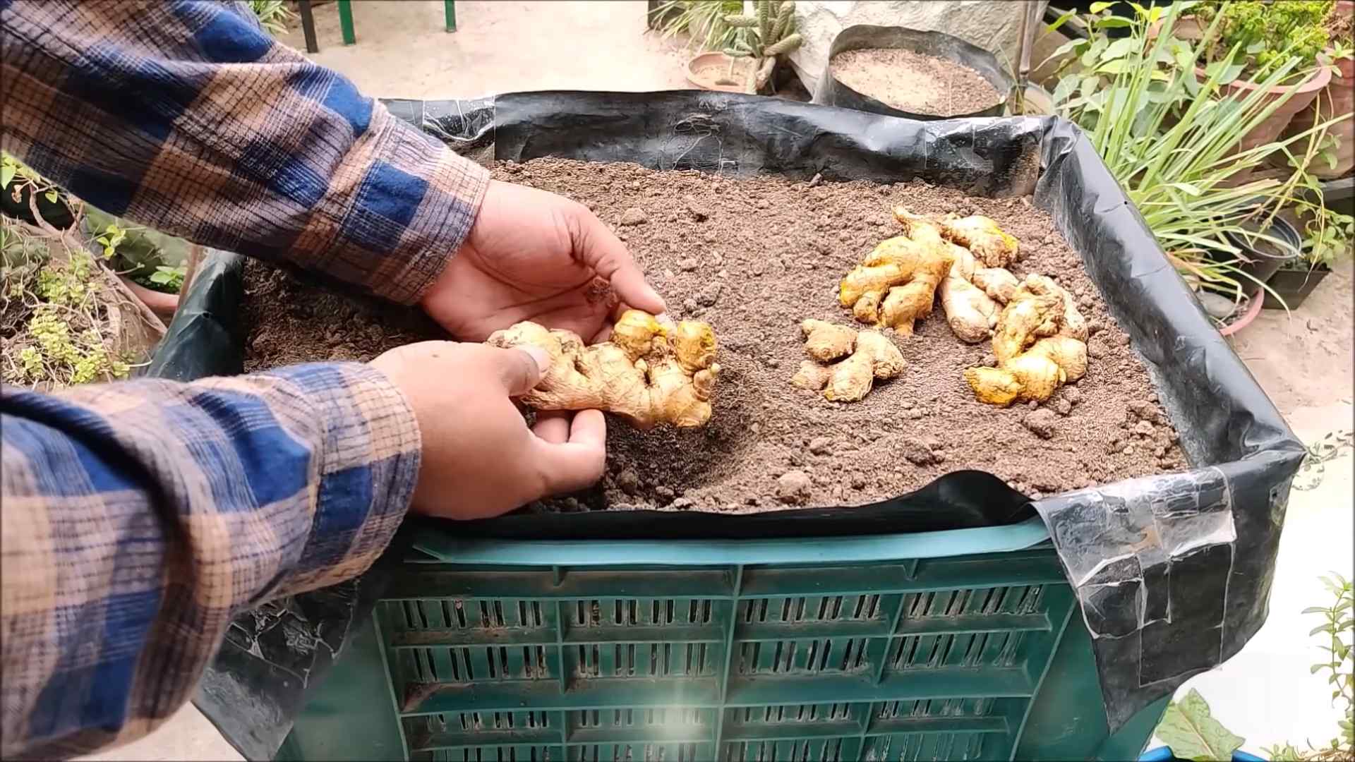 Planting Ginger Backyard