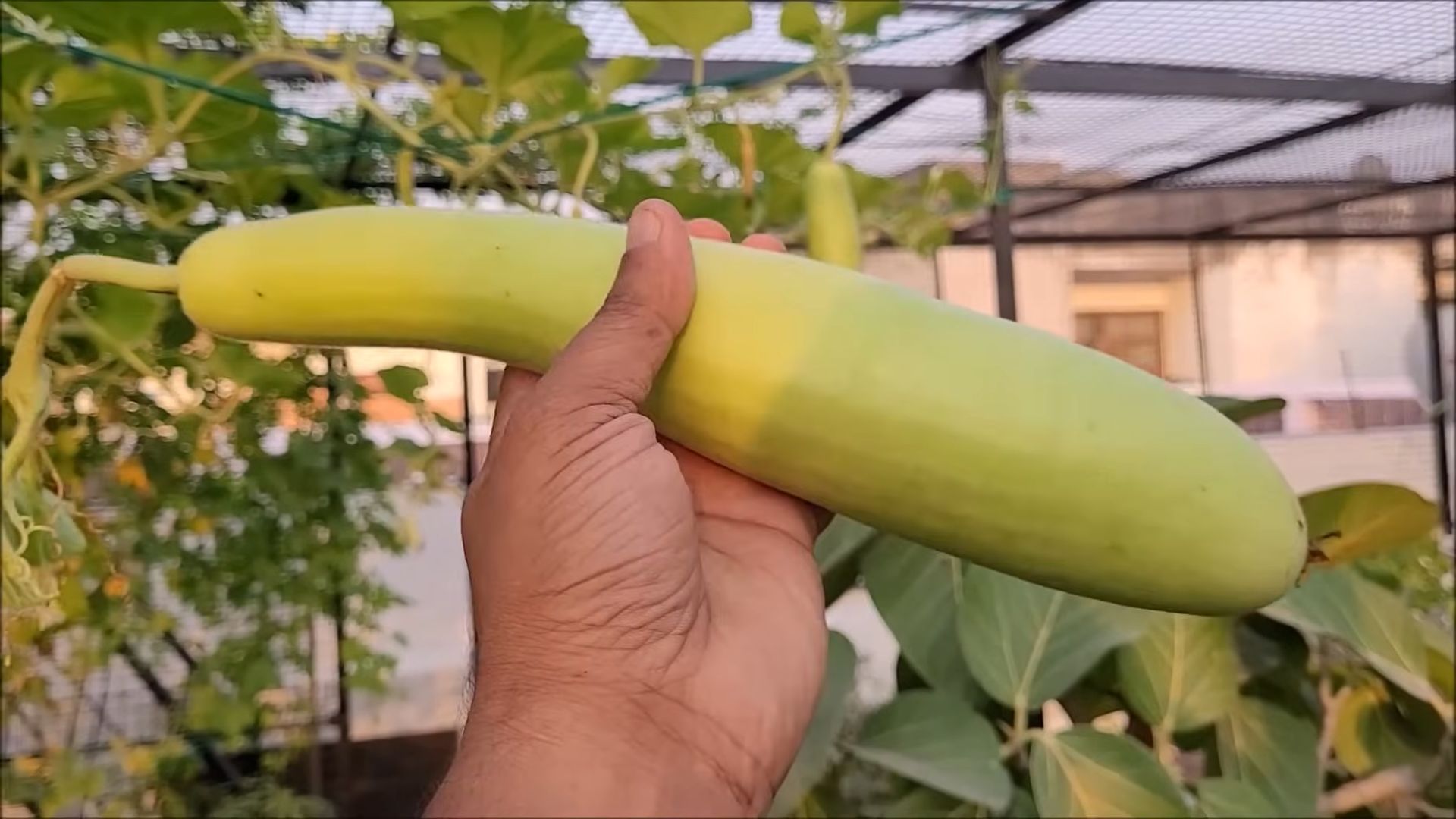 Bottle Gourd Growing Tips