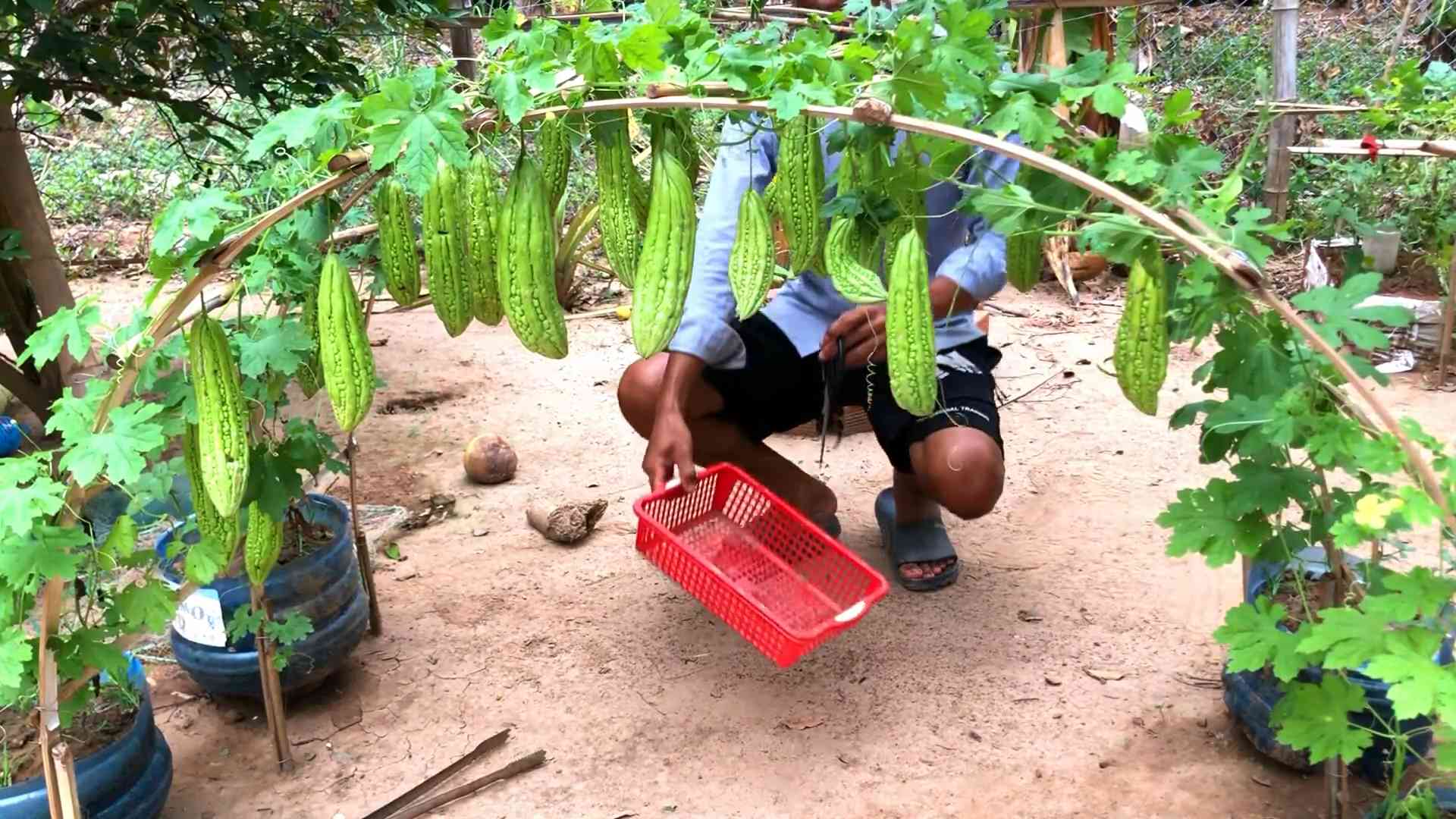 Grow Bitter Melon at Home