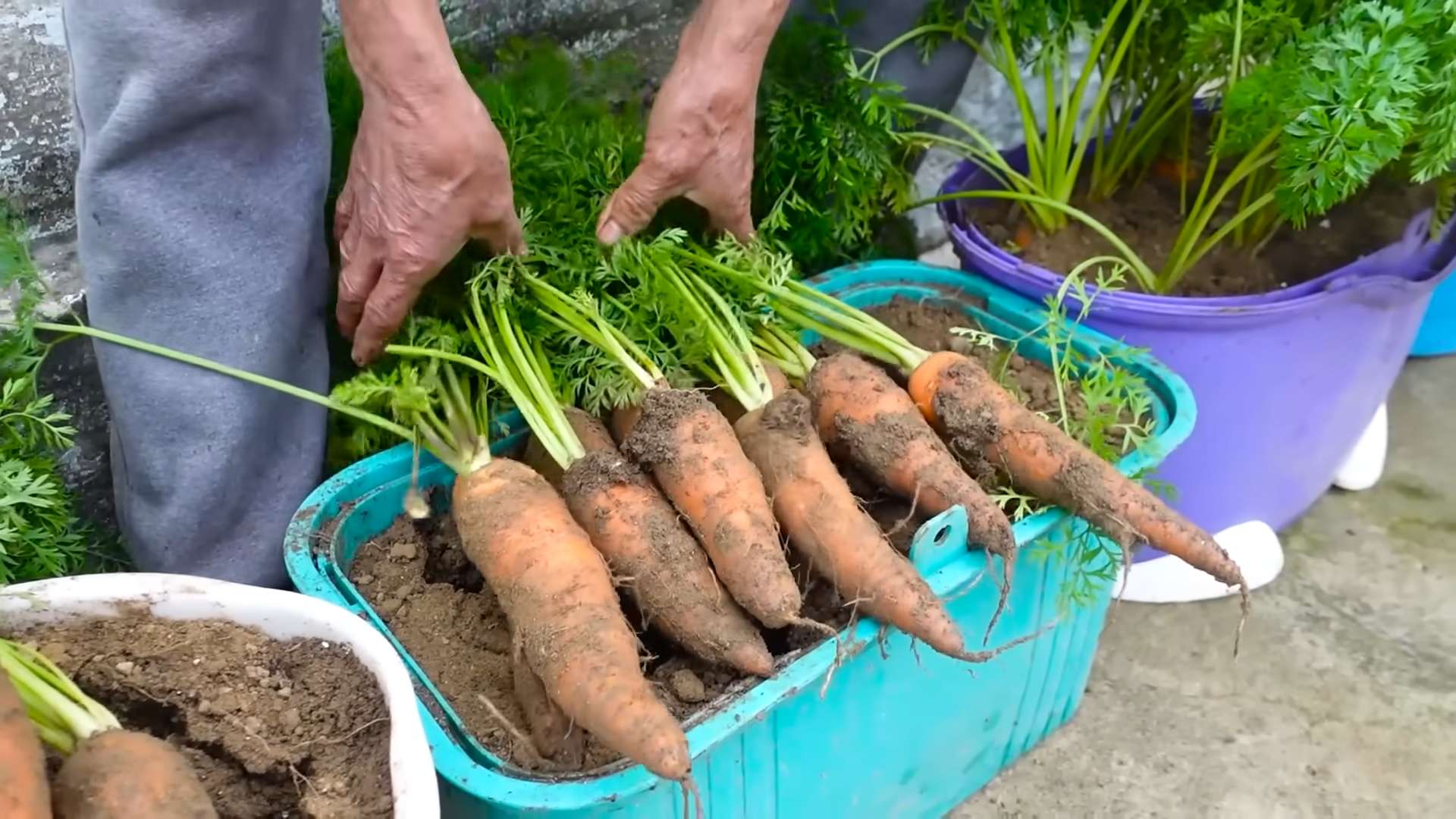 Growing Carrots Simple Steps