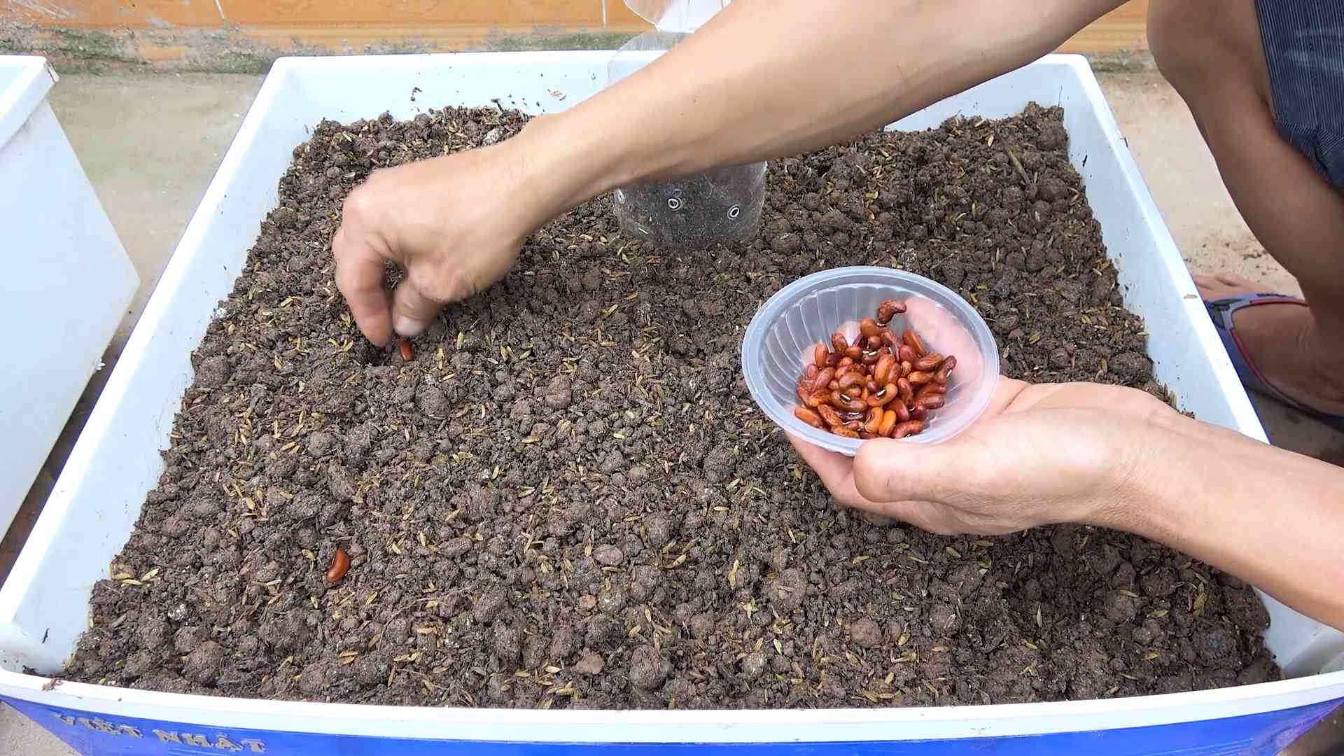 Yardlong bean growing guide