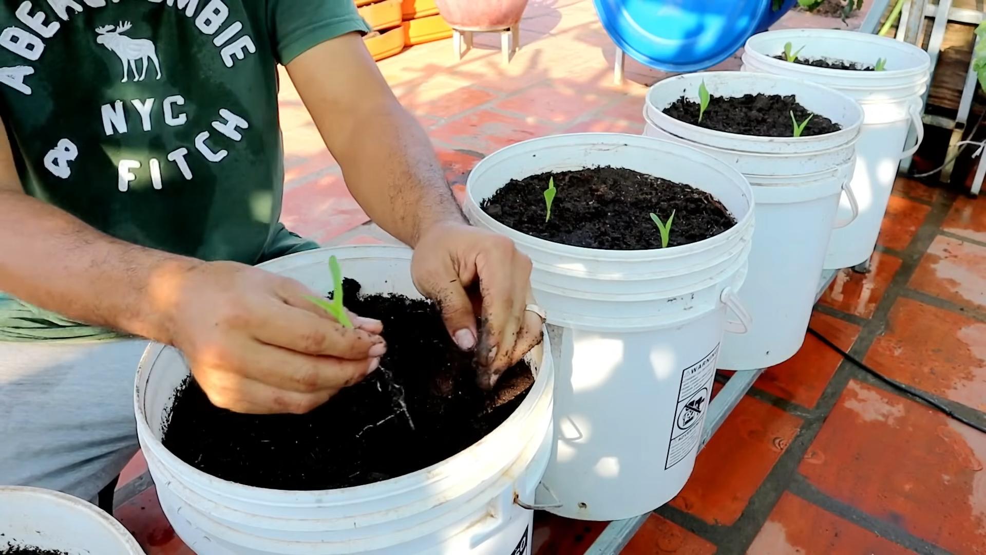 Container Gardening Sweet Corn