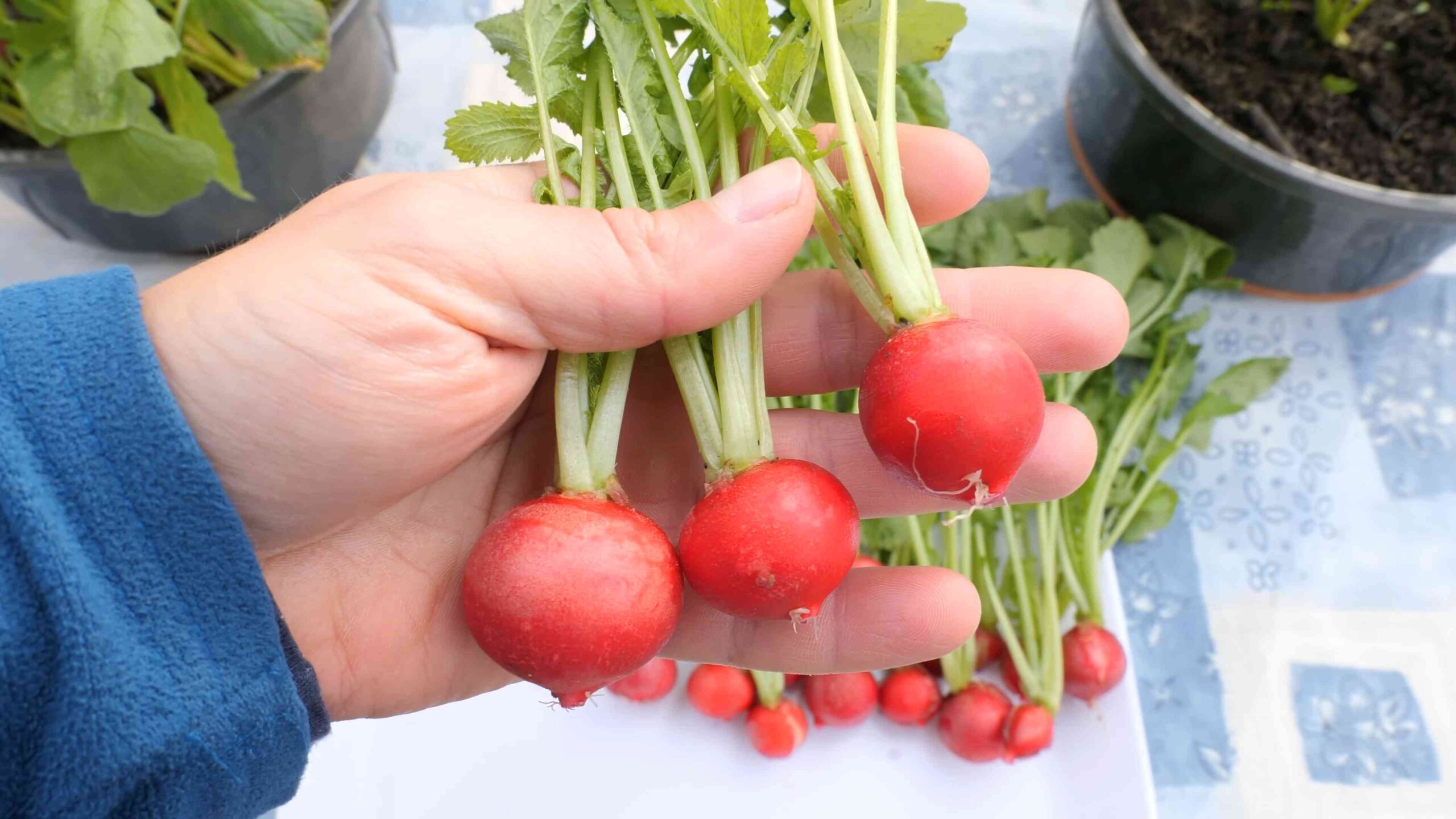 Grow Radish Small Space