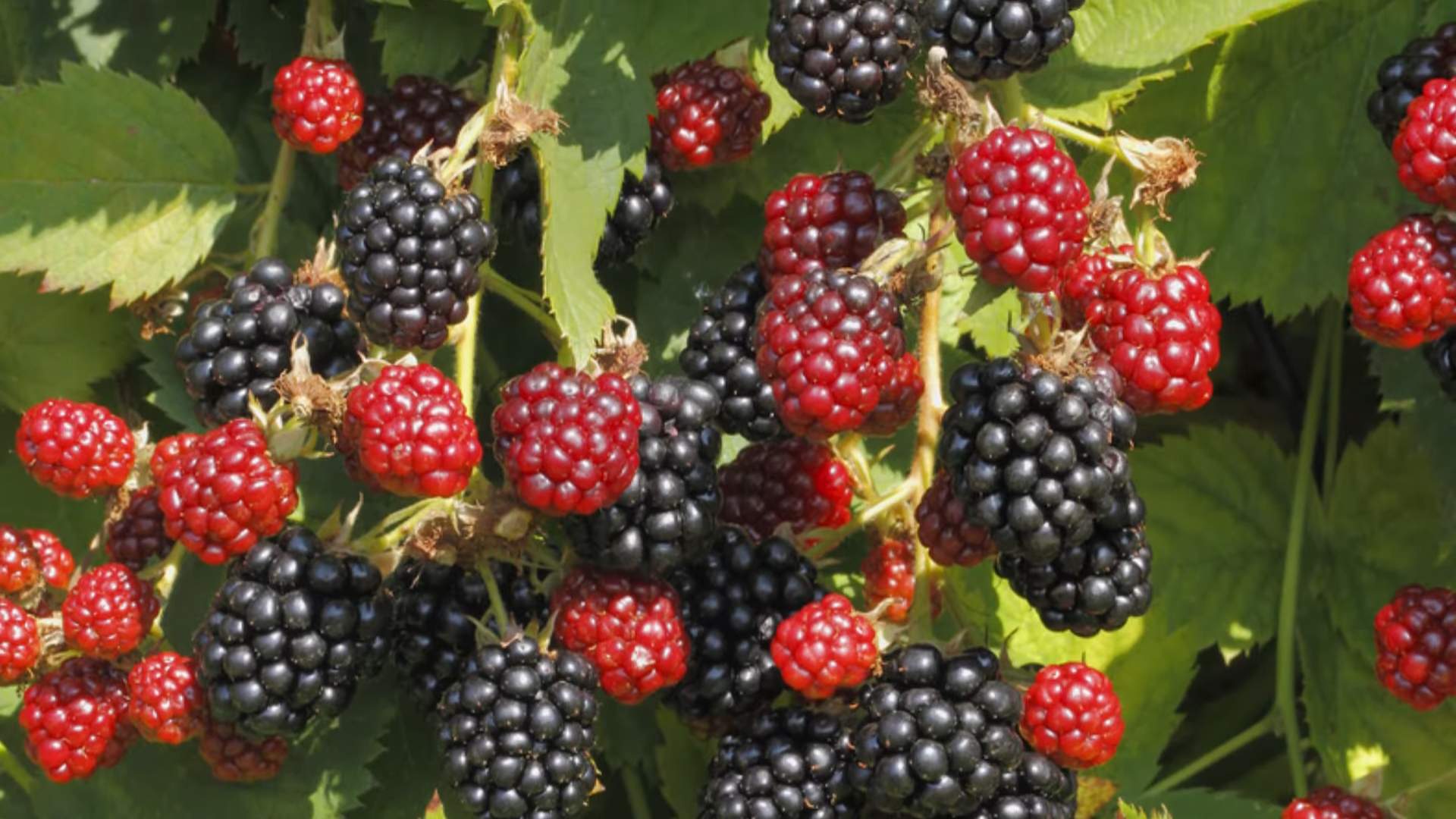 Growing Raspberries at Home