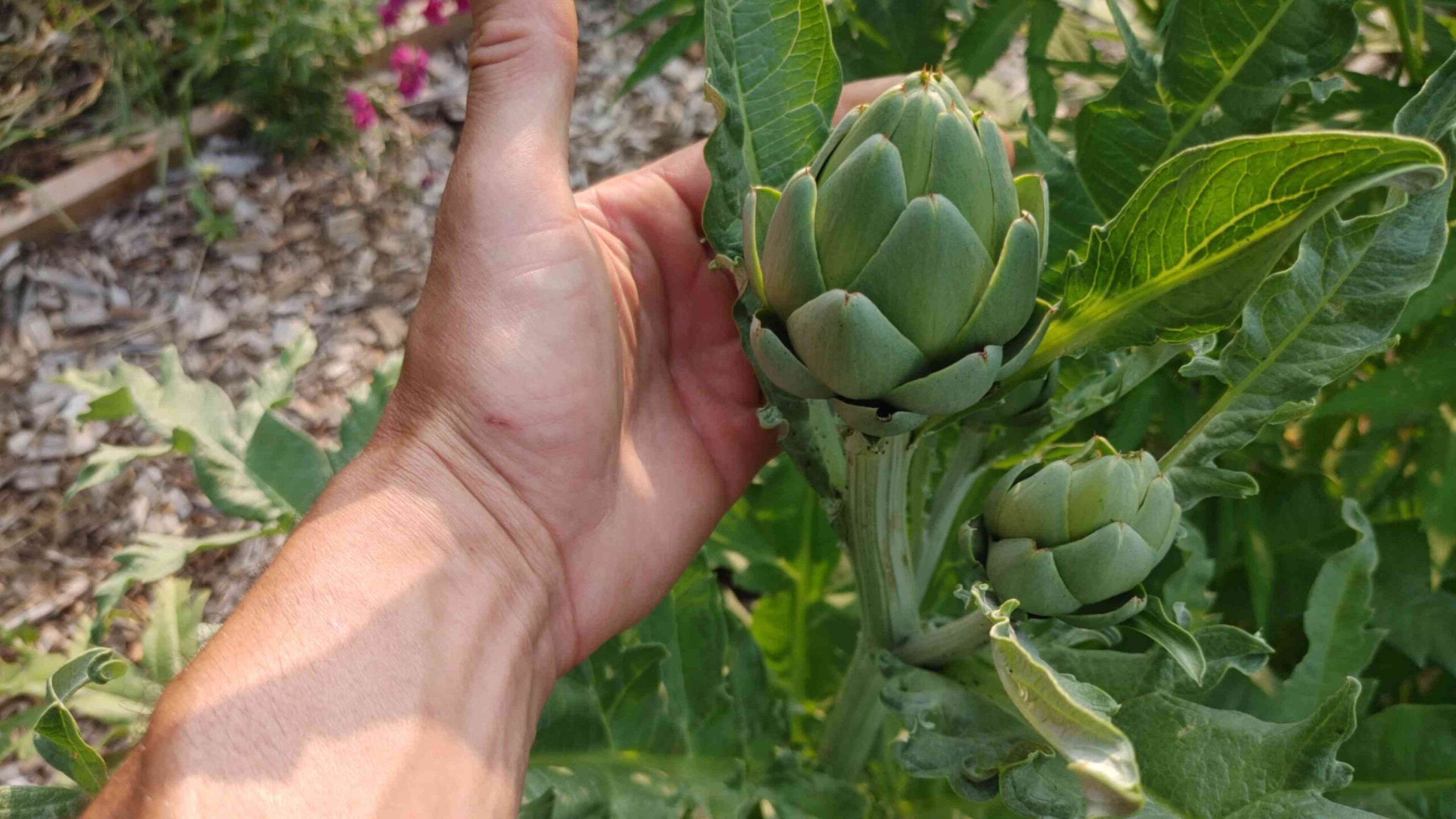 Grow Artichokes Backyard