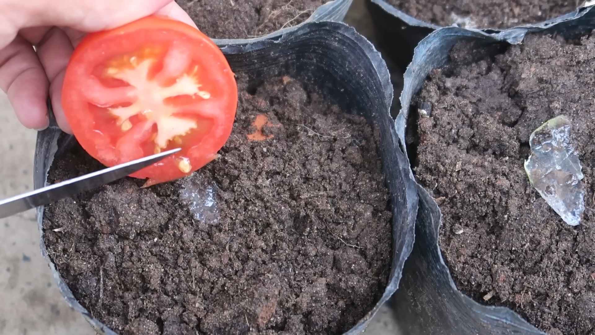Grow tomatoes at home