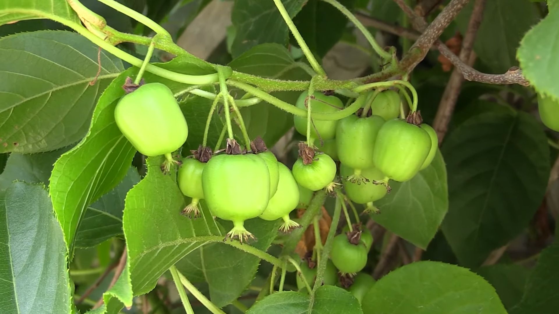 Growing Kiwi Fruit