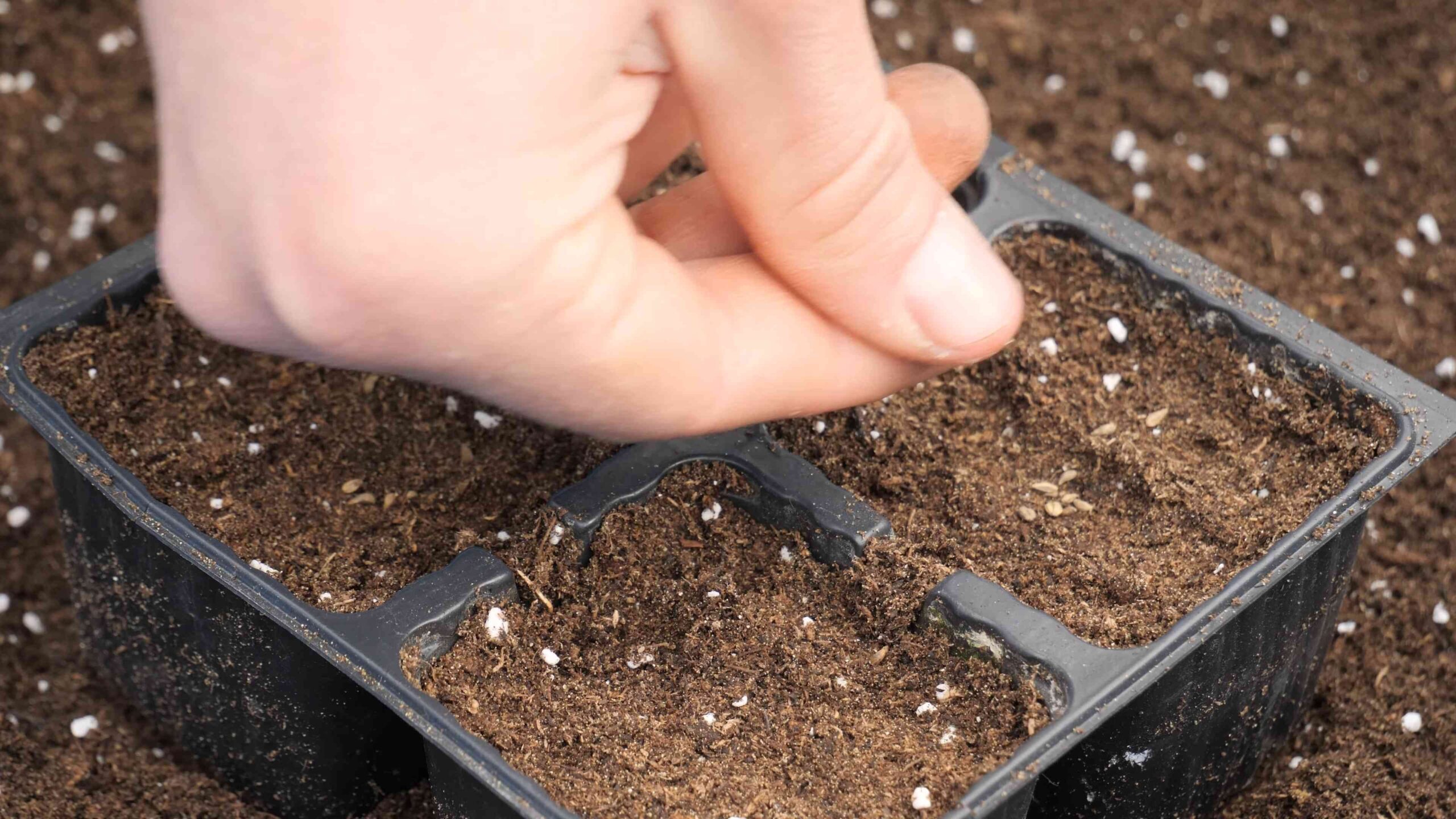 Homegrown Parsley Beginner's Guide