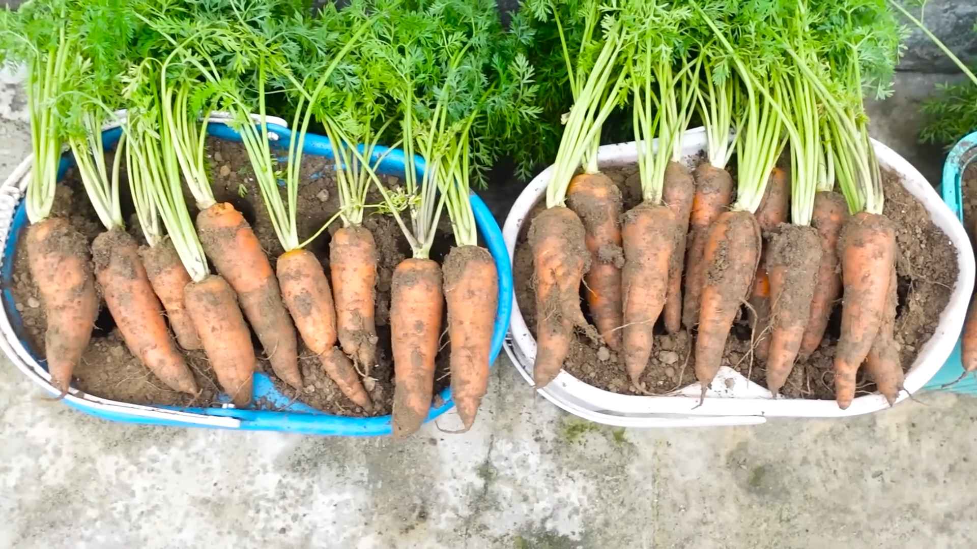 Growing Carrots in Buckets
