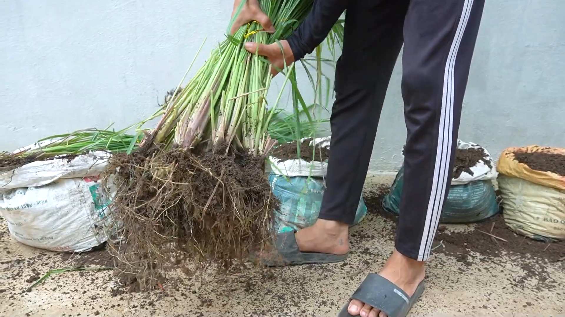 Growing Lemongrass at Home
