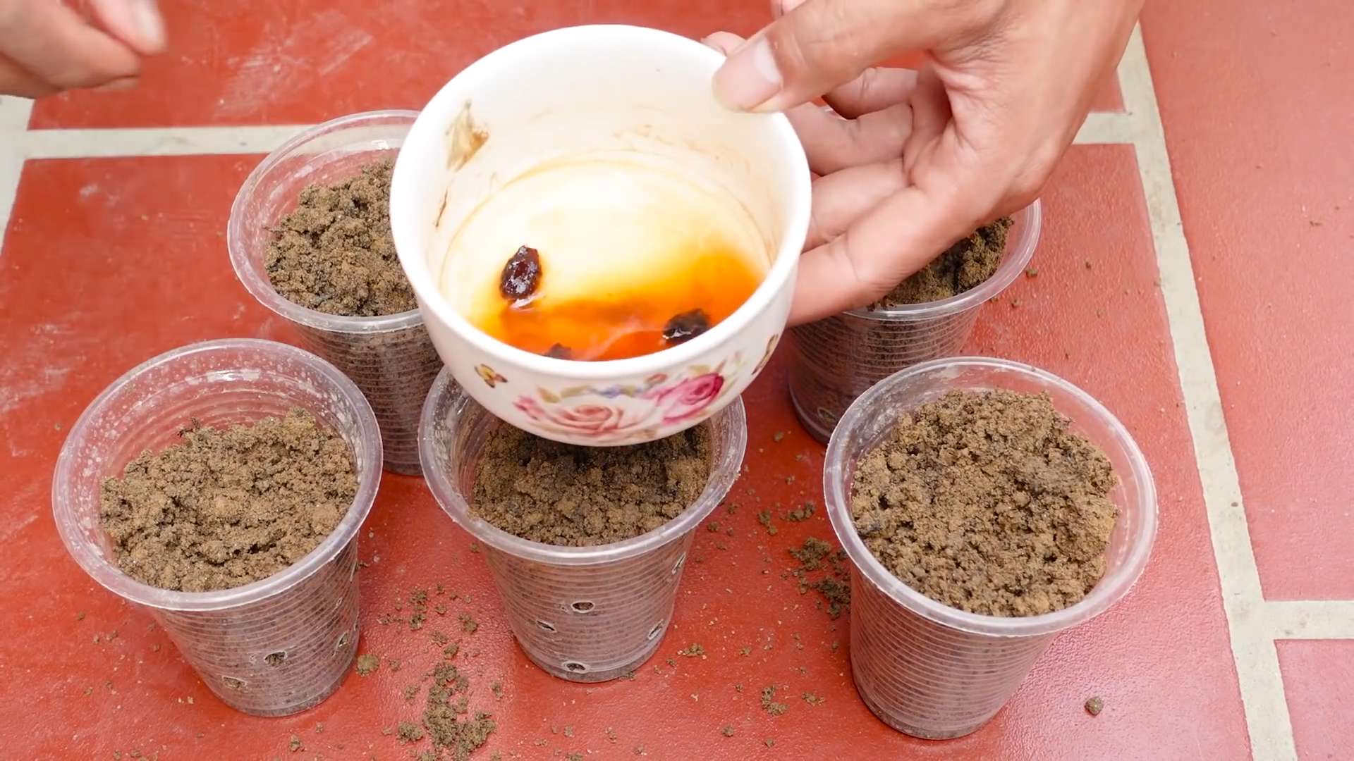 Growing Sweet Melon Small Spaces