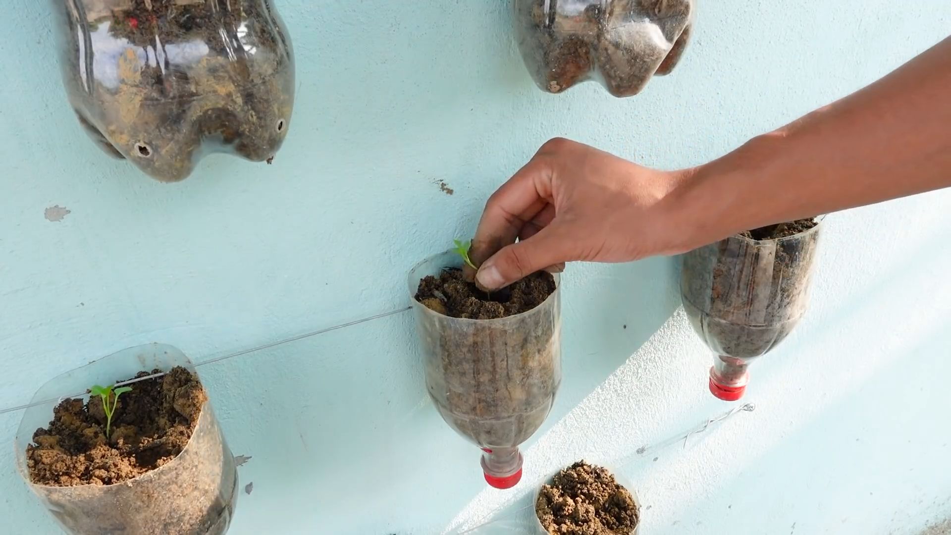 Growing Lettuce at Home