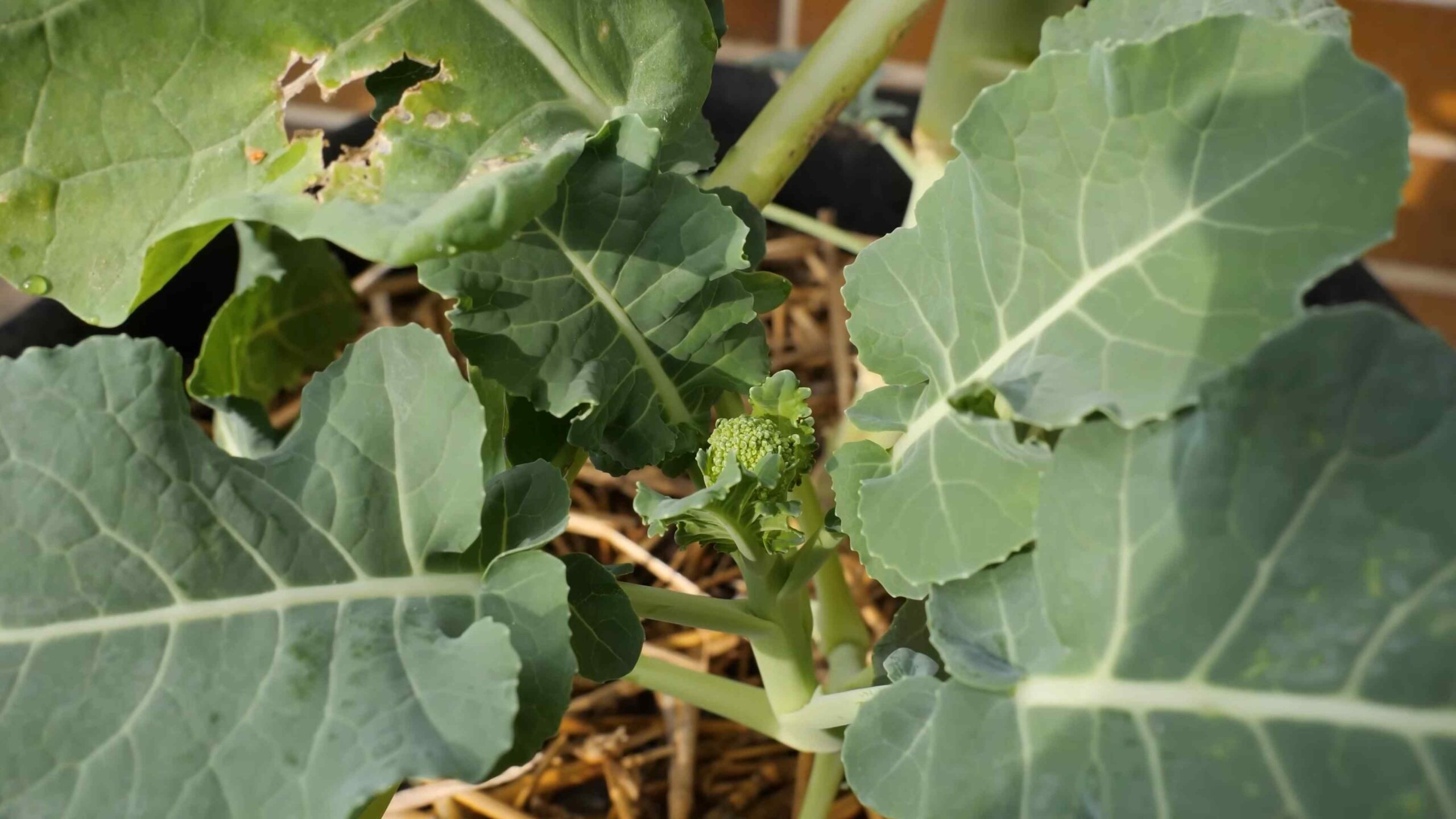 Grow Broccoli Easy Guide