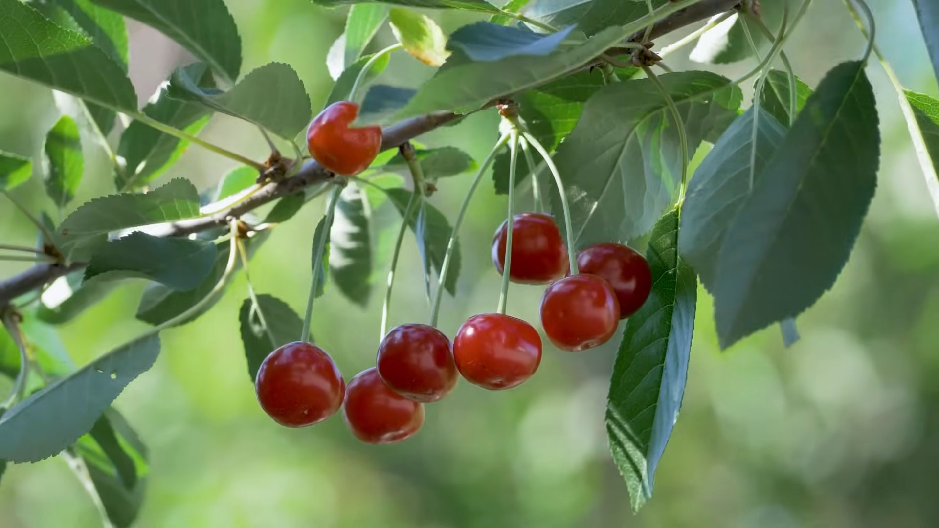 Grow Cherry Tree Backyard