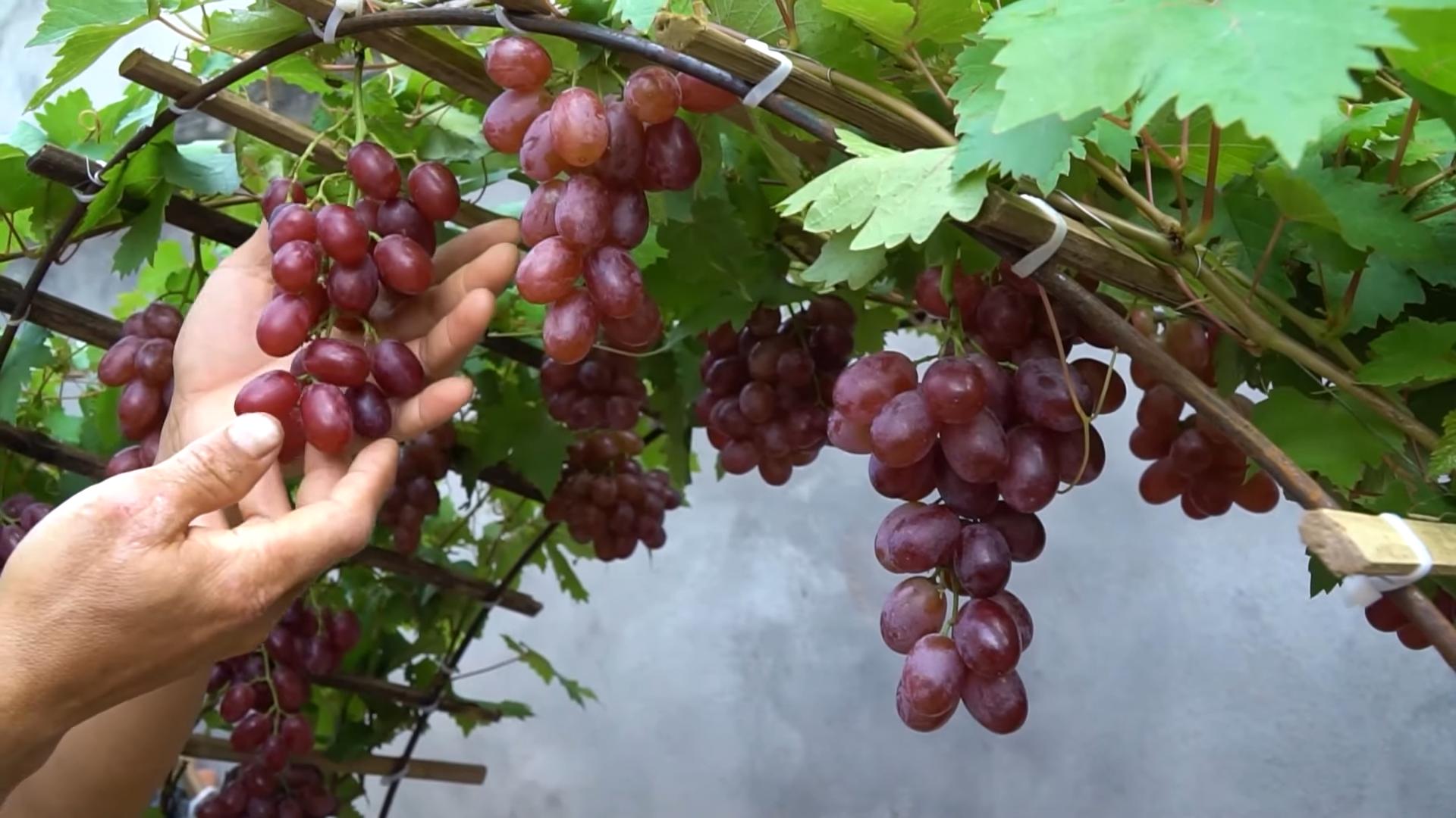 Growing Grapes Backyard