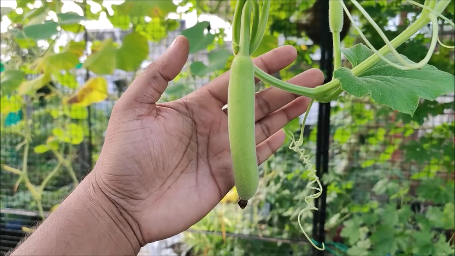 Growing Gourds for Beginners