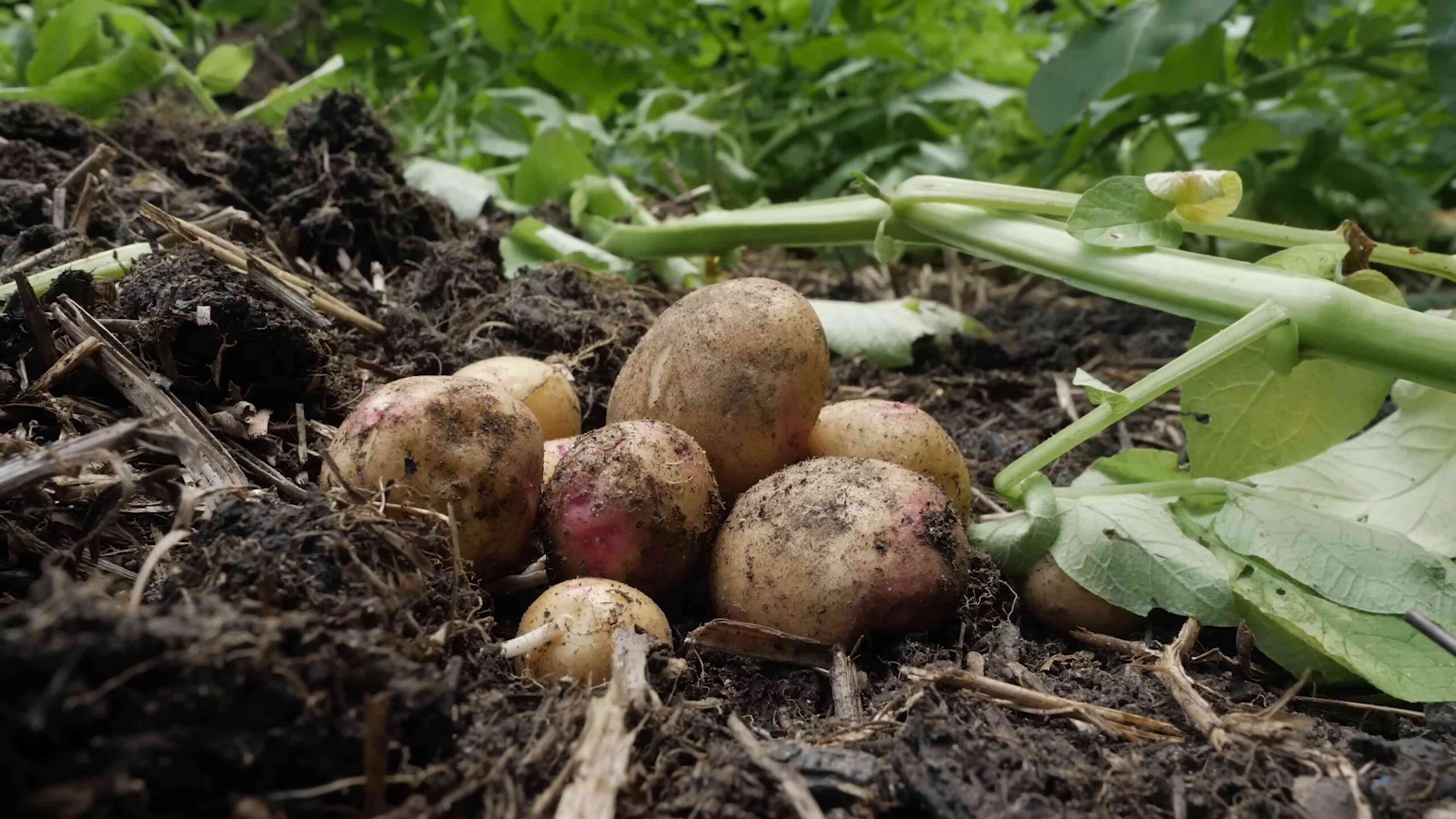 Growing Potatoes at Home