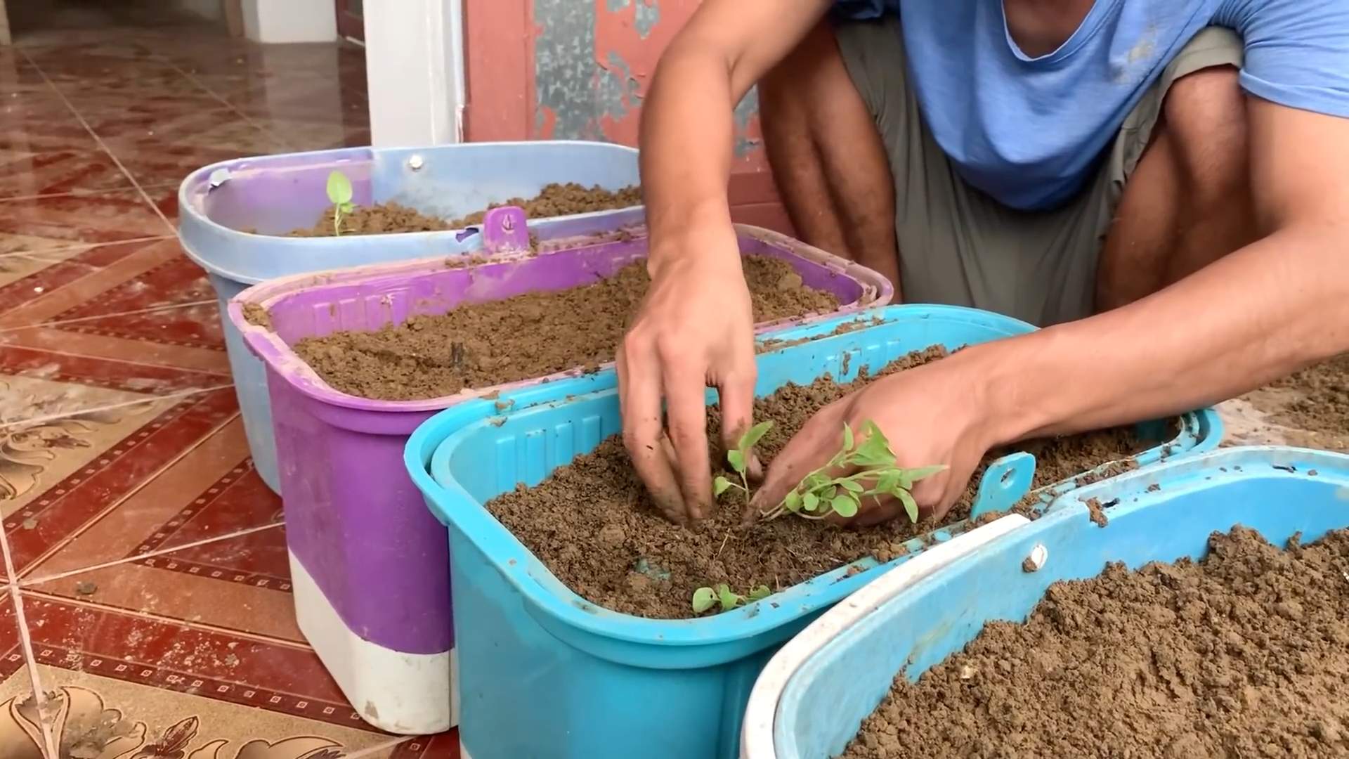 White eggplant gardening