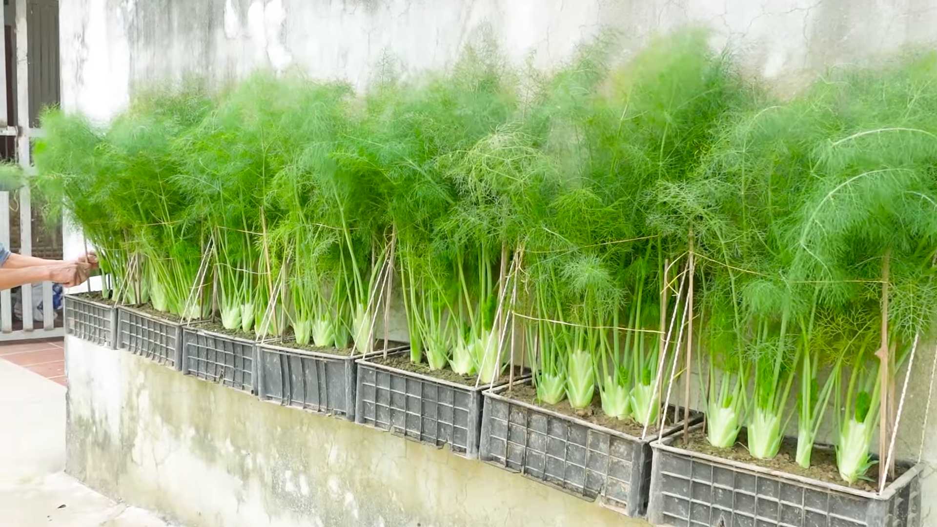 Grow Dill Windowsill