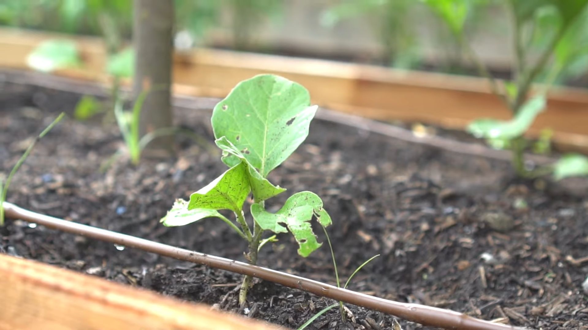 Growing Eggplant Simple and Easy